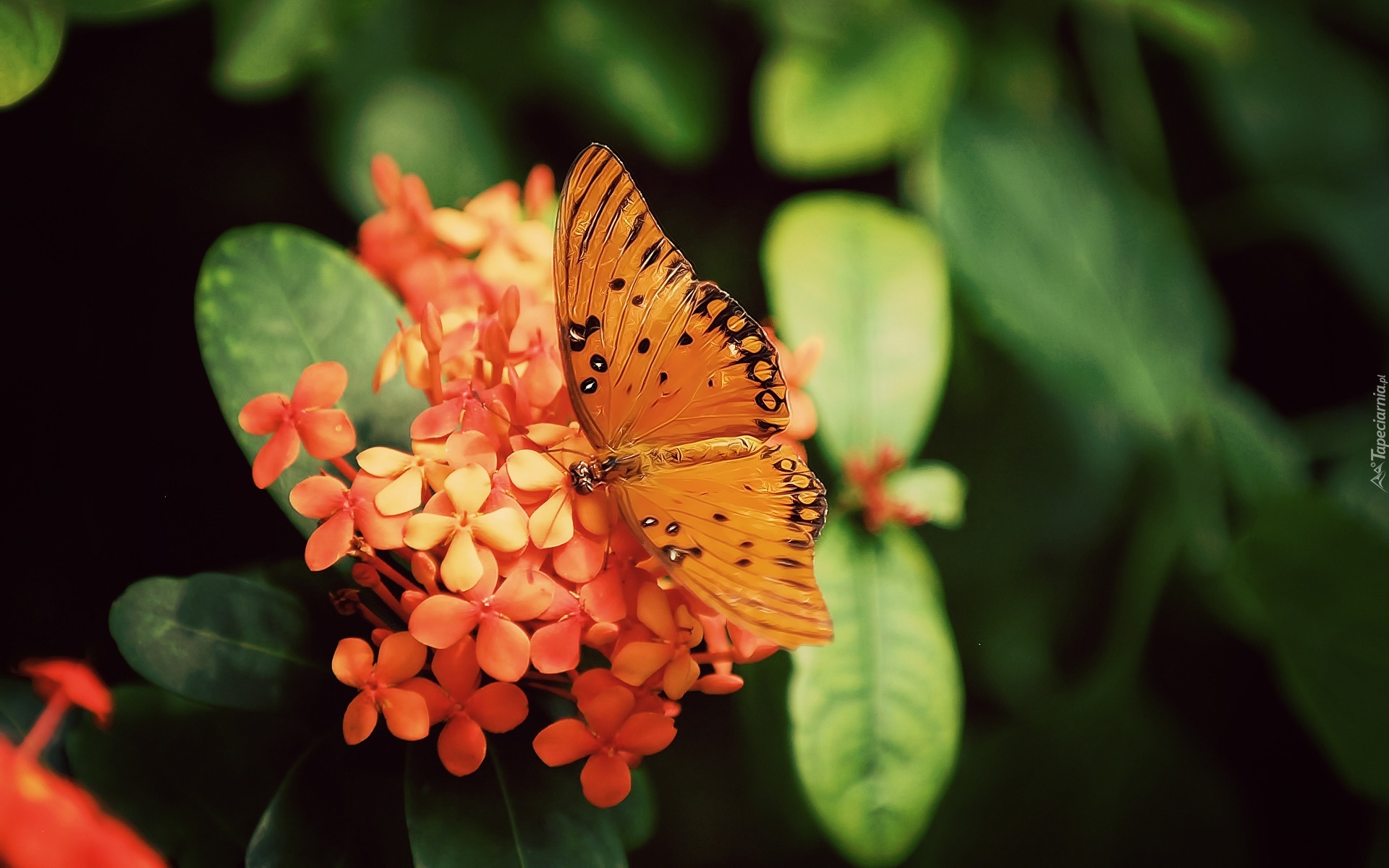 Piękny, Motyl, Pomarańczowe, Kwiatuszki