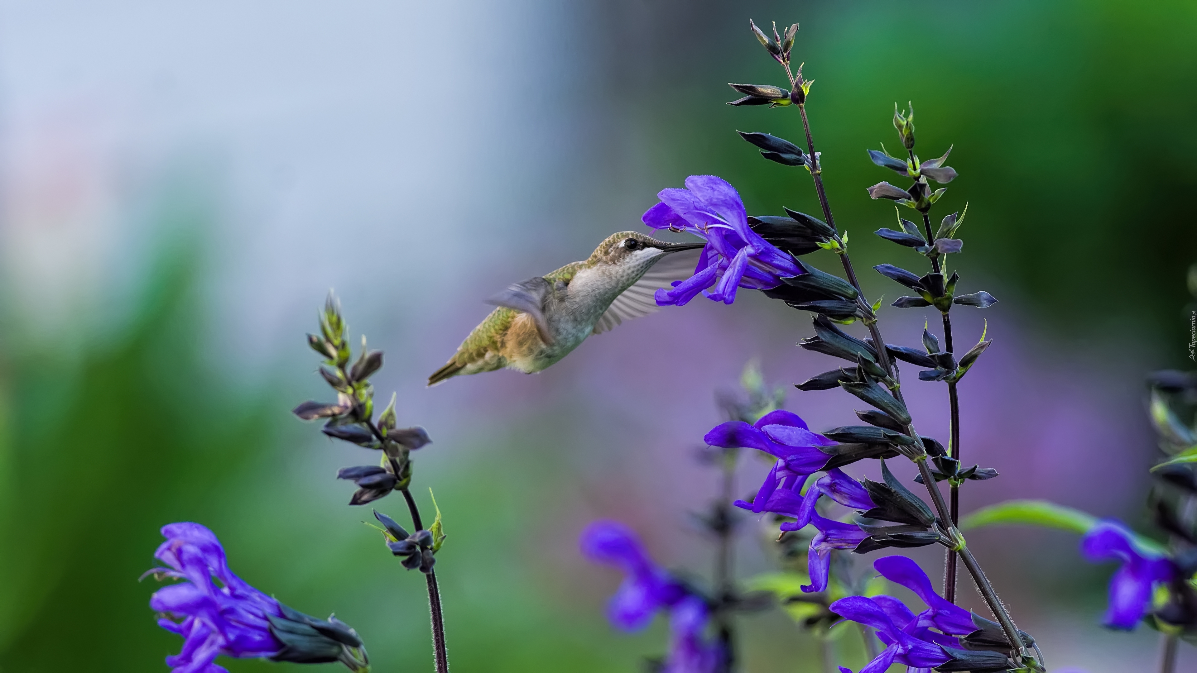 Niebieskie, Kwiatki, Koliber