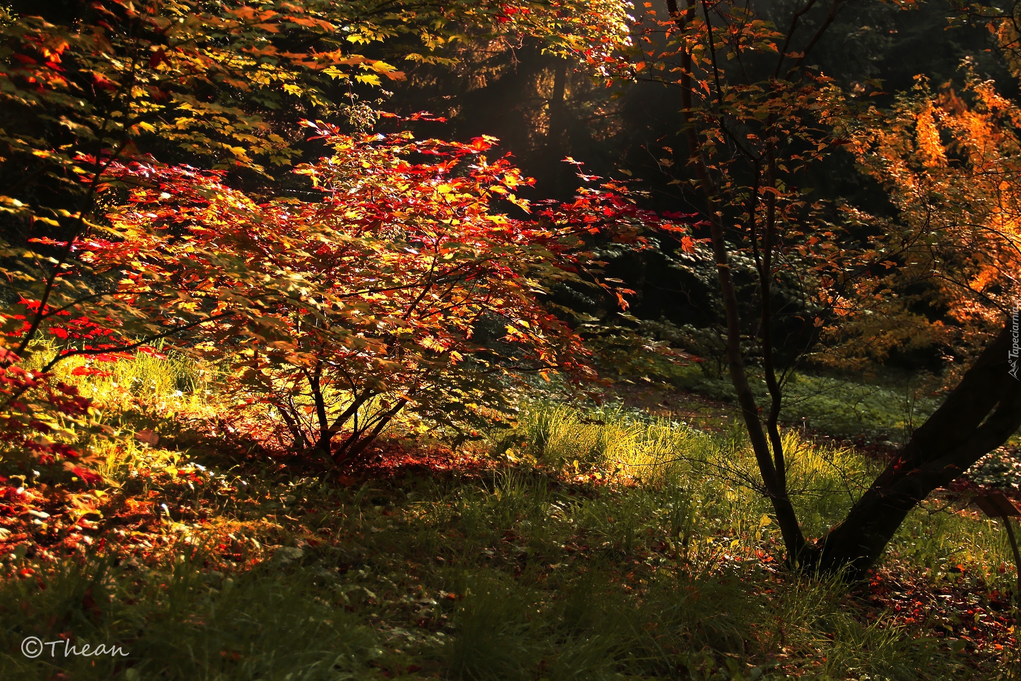 Jesień, Drzewa, Trawa, Kolorowe, Czerwone, Liście