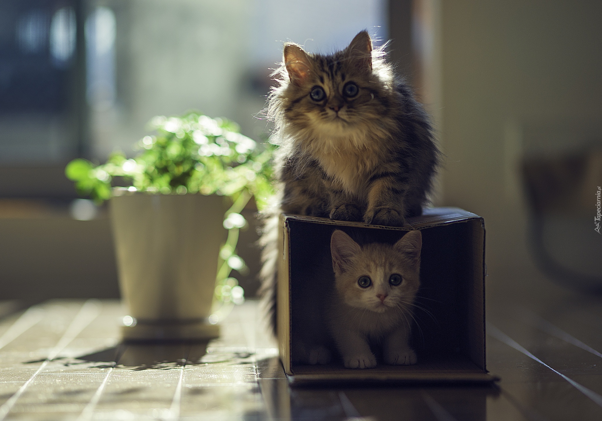 Koty, Pudełko