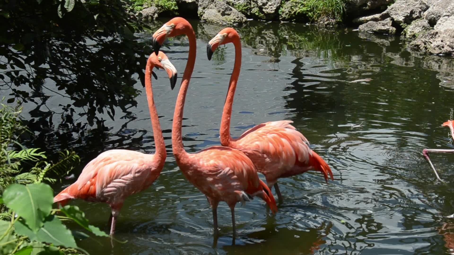 Trzy, Flamingi, Woda