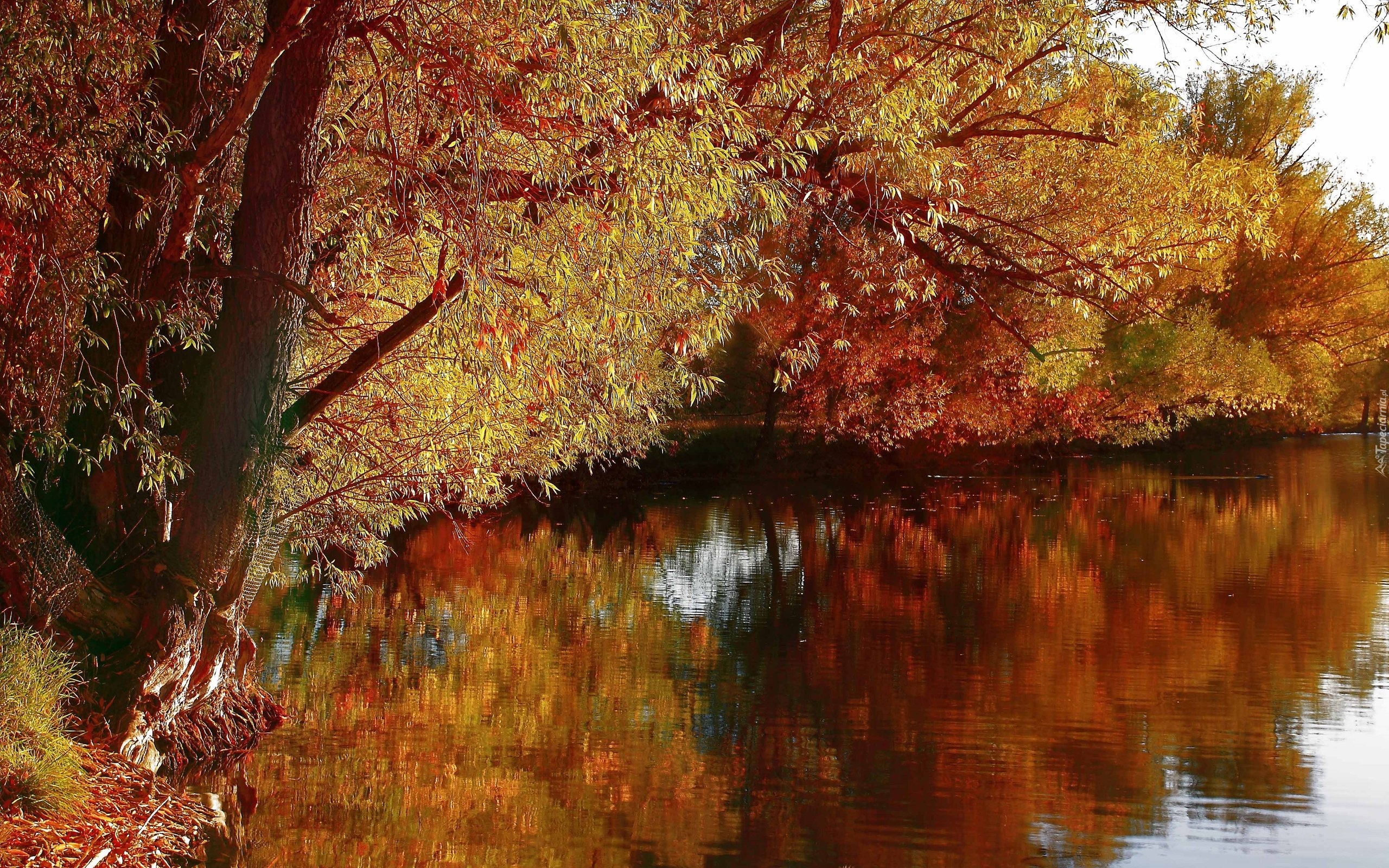 Rzeka, Kolorowe, Drzewa, Jesień