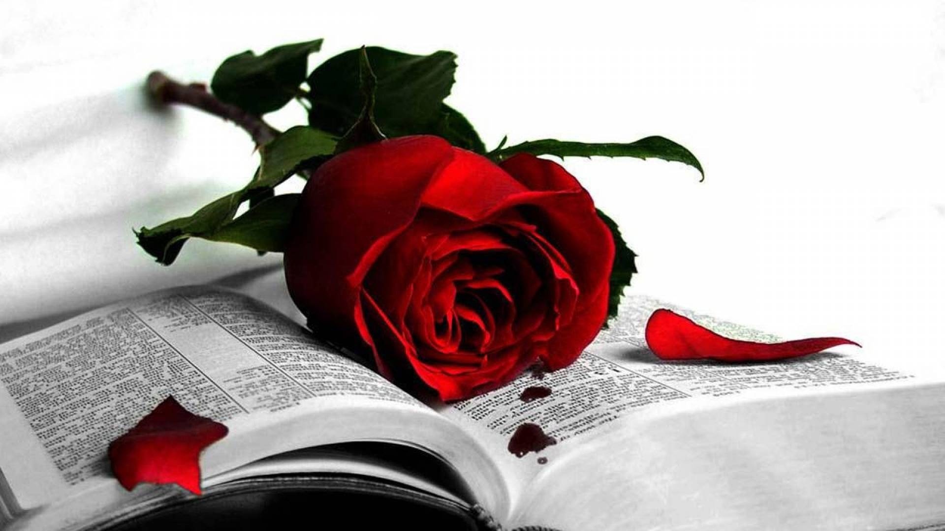 Czerwona, Róża, Książka