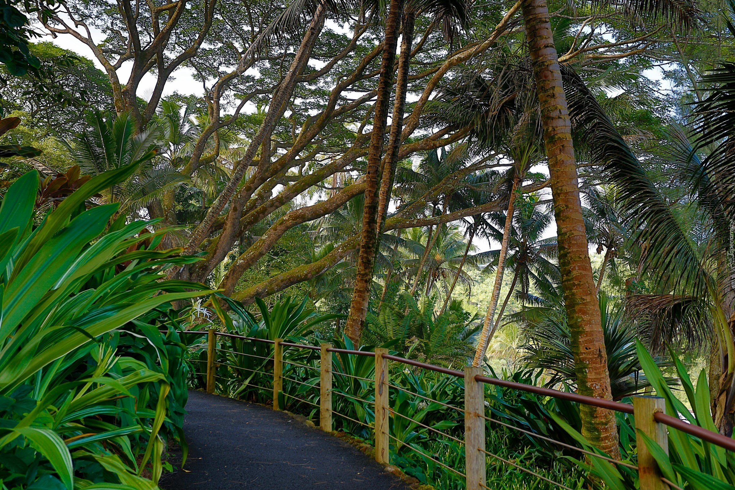 Tropikalny, Ogród Botaniczny, Deptak, Hawaje