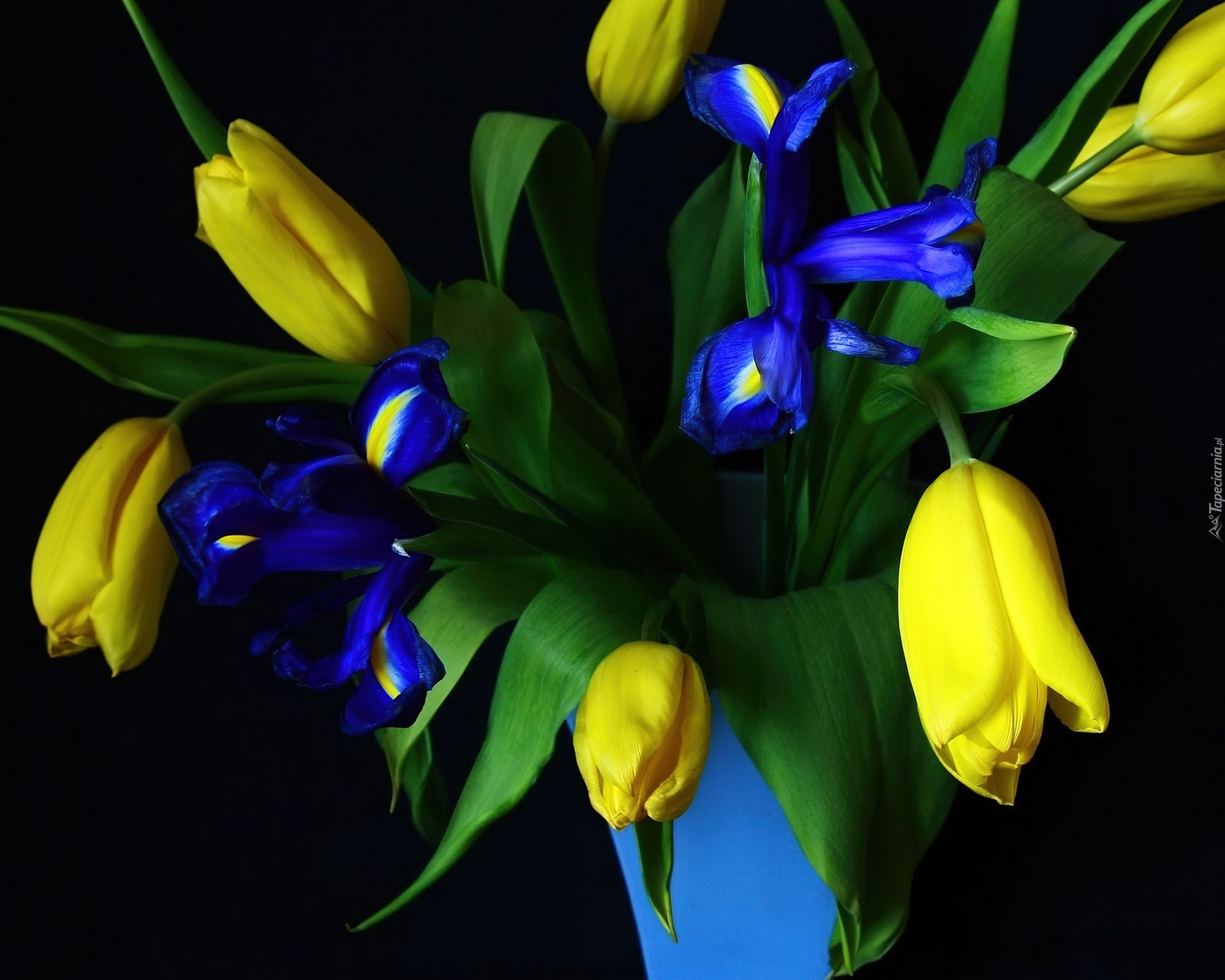 Żółte, Tulipany, Irysy, Niebieski, Wazon