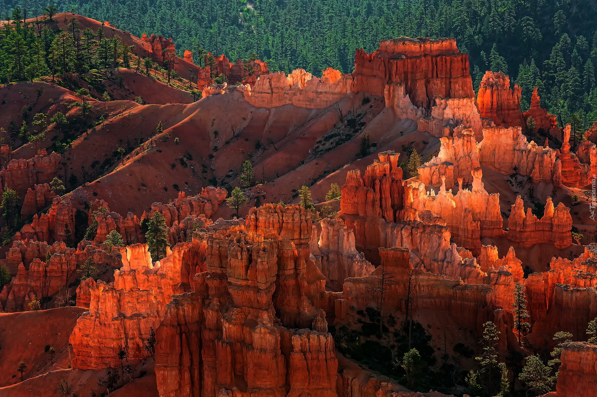 Stany Zjednoczone, Stan Utah, Park Narodowy Bryce Canyon, Skały, Kanion, Las