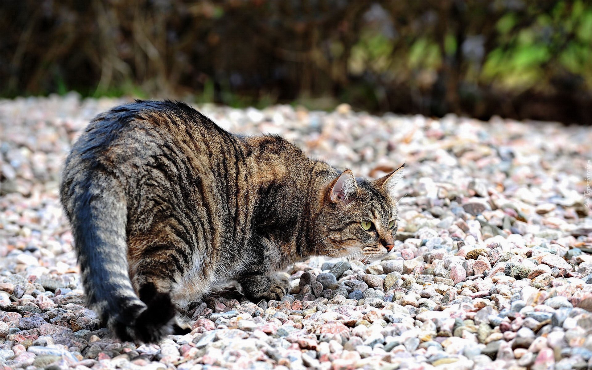 Kamienie, Przyczajony, Kot
