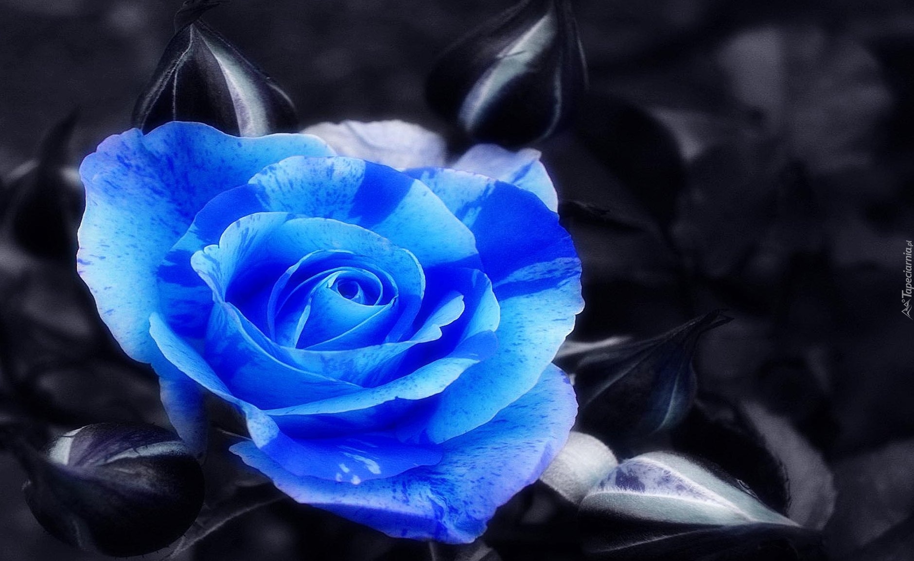 Niebieska, Róża, Czarne, Tło