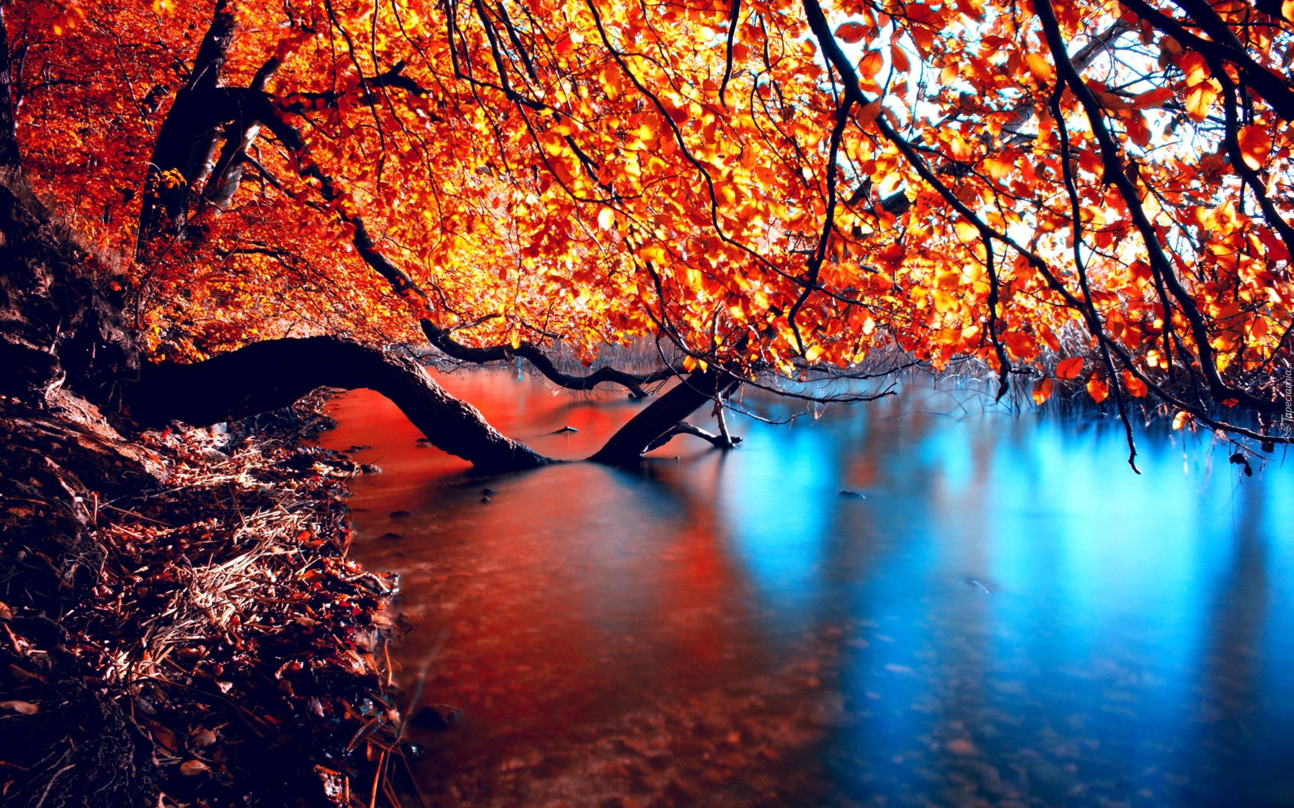 Jesień, Jezioro, Pochyłe, Drzewo