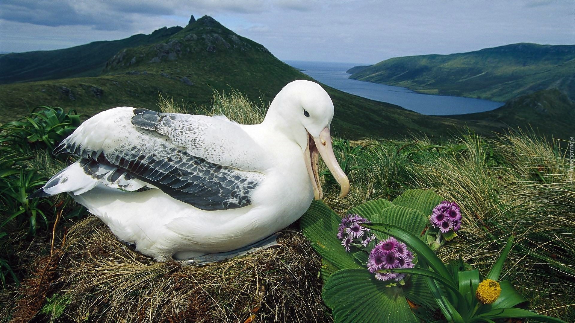 Łąka, Albatros, Gniazdo