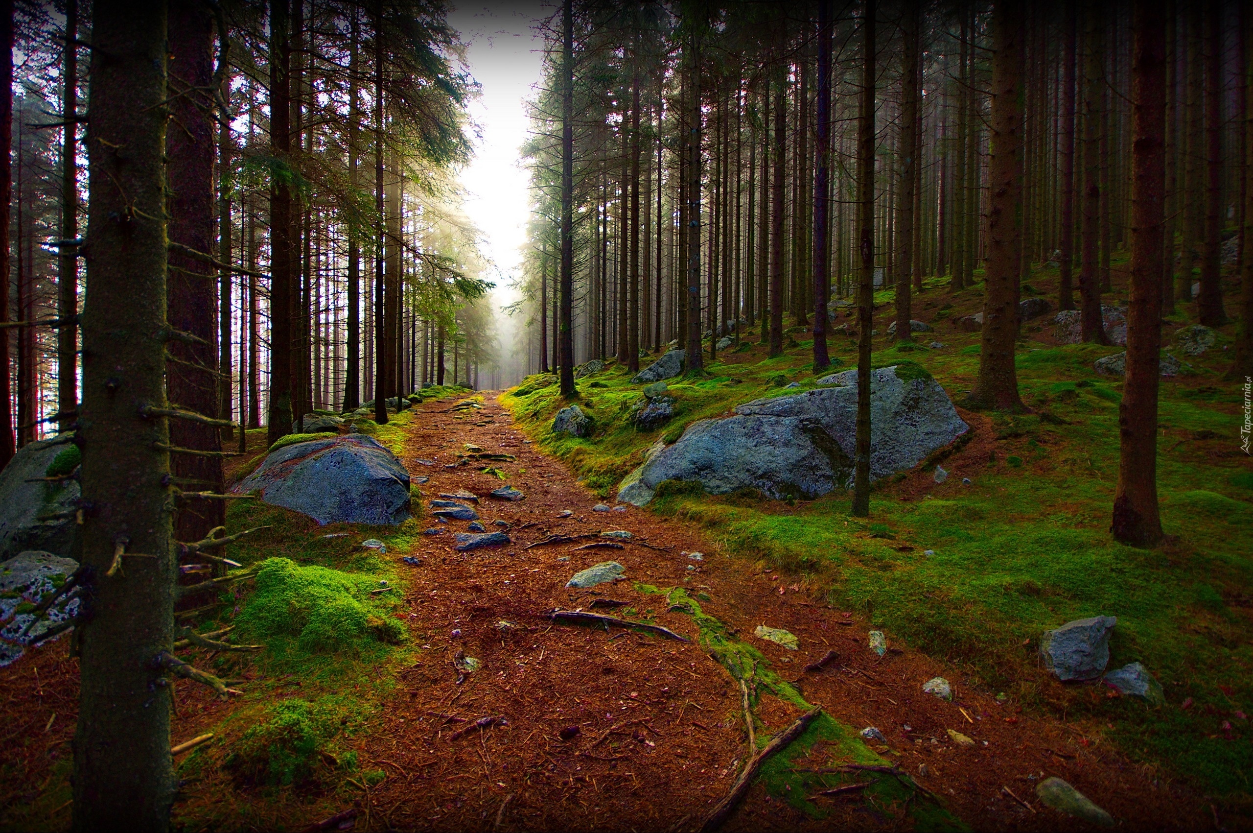 Las, Drzewa, Ścieżka, Kamienie
