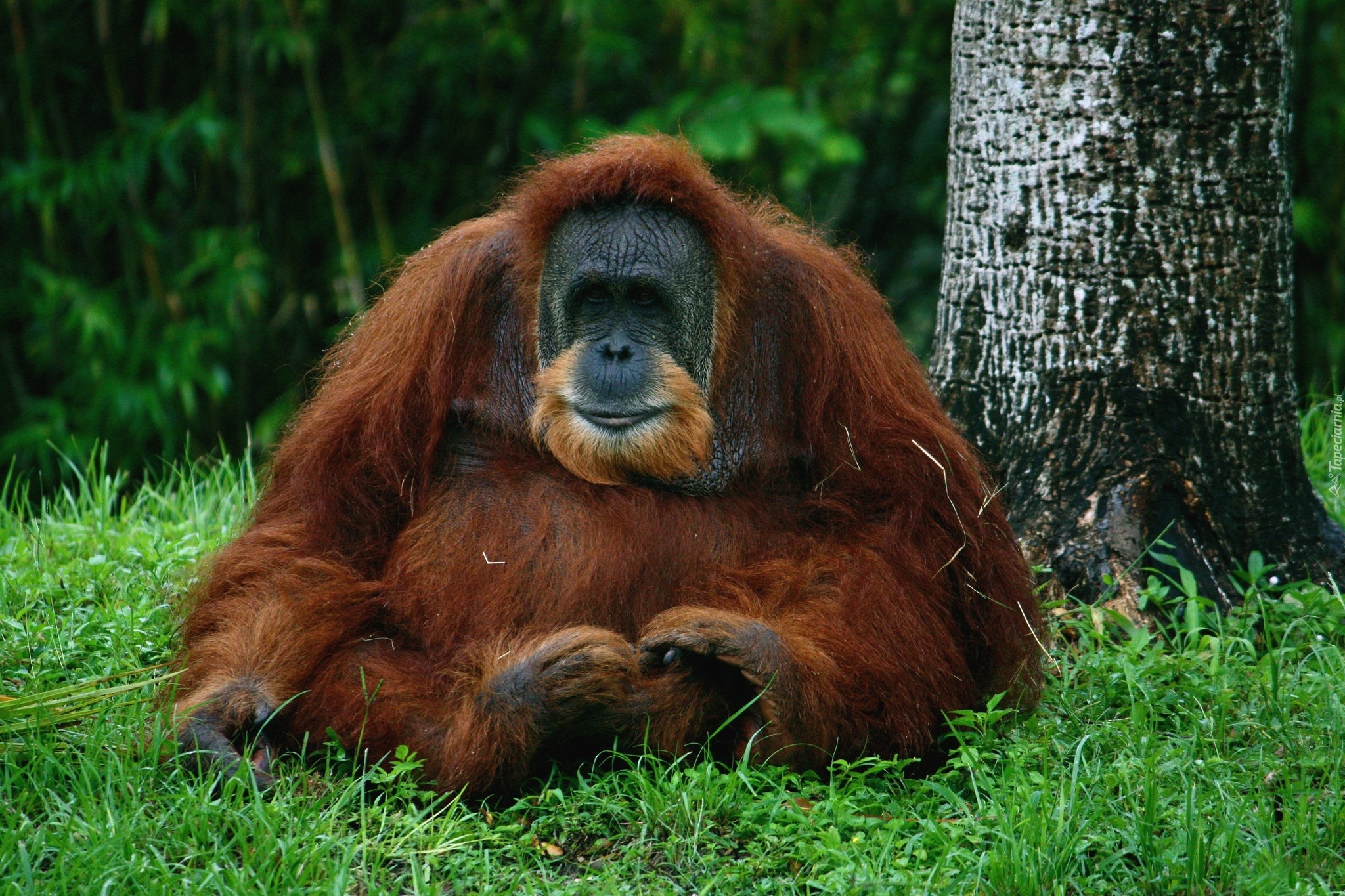 Orangutan, Las, Drzewa