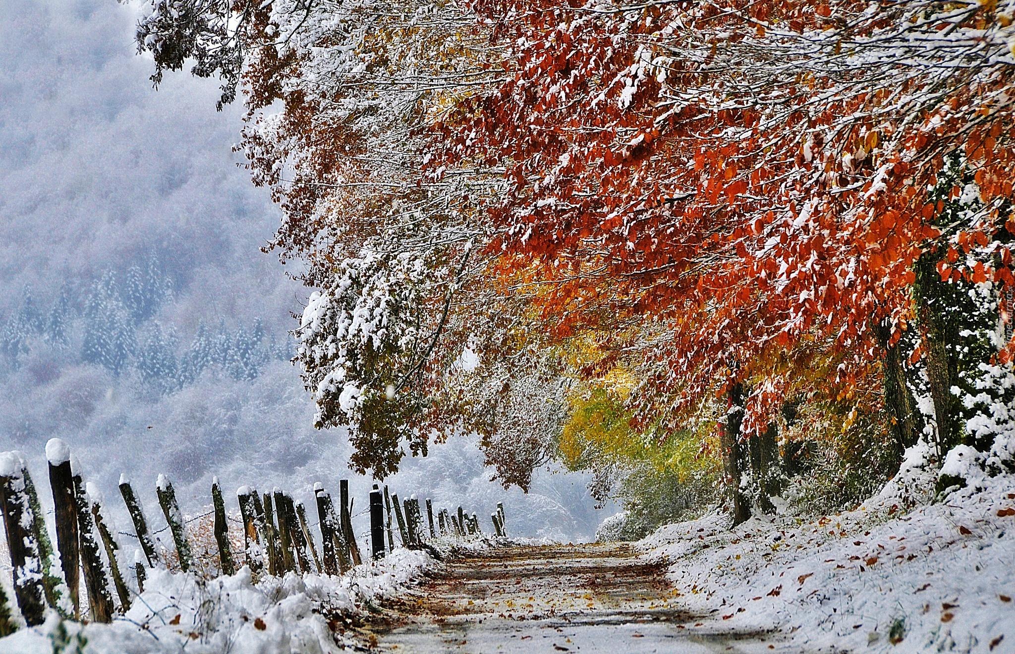 Droga, Drzewa, Liście, Płot, Śnieg