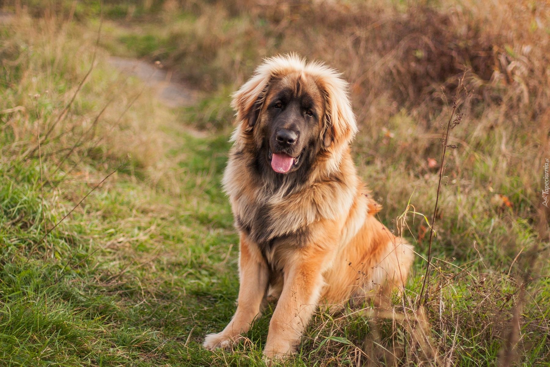 Brązowy, Pies, Leonberger