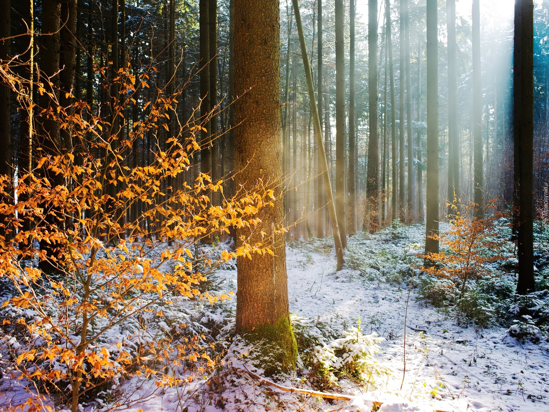 Zima, Jesień, Drzewa, Śnieg, Żółte, Liście