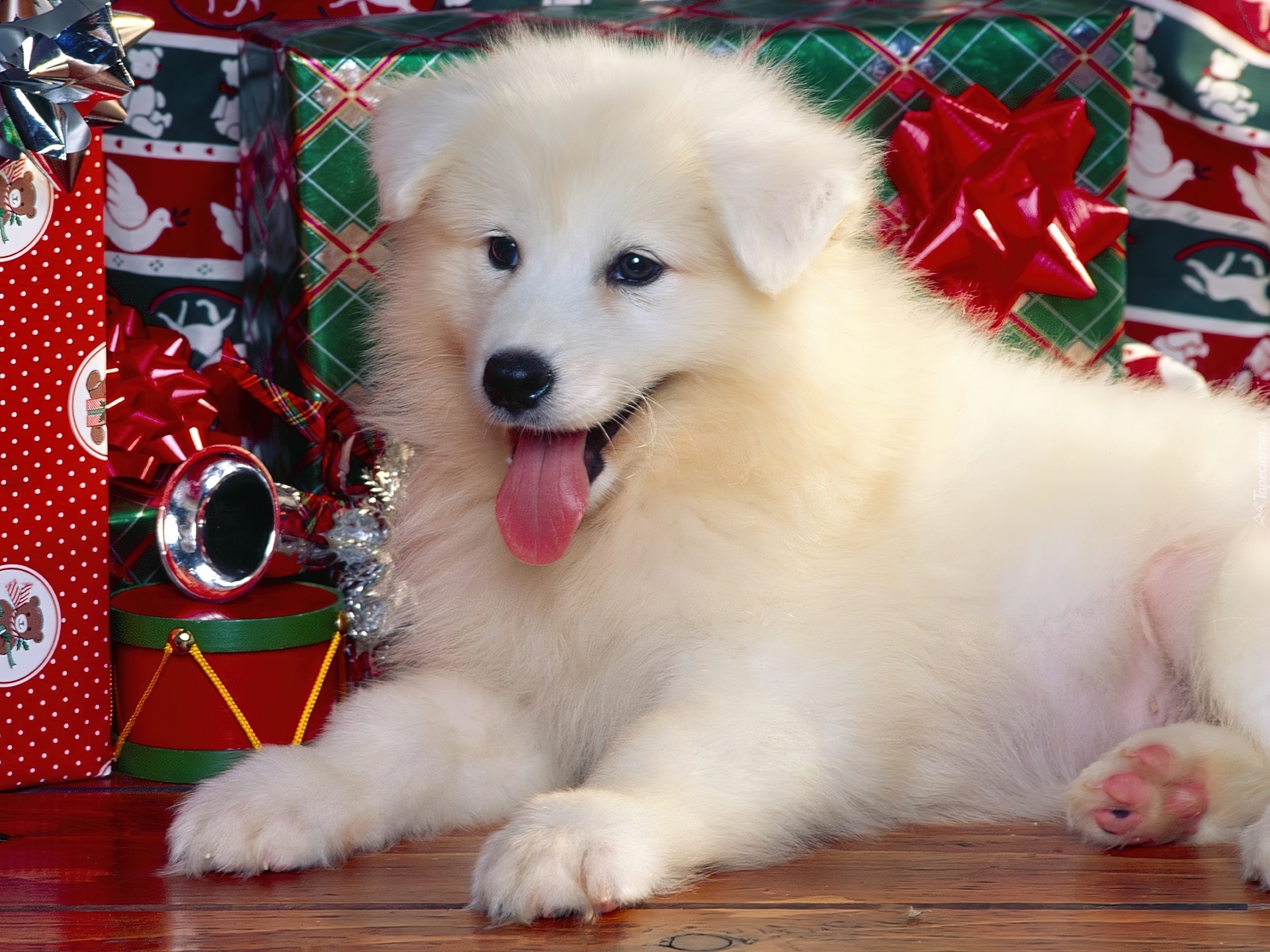 Boże, Narodzenie, Prezenty, Biały, Szczeniak, Pies
