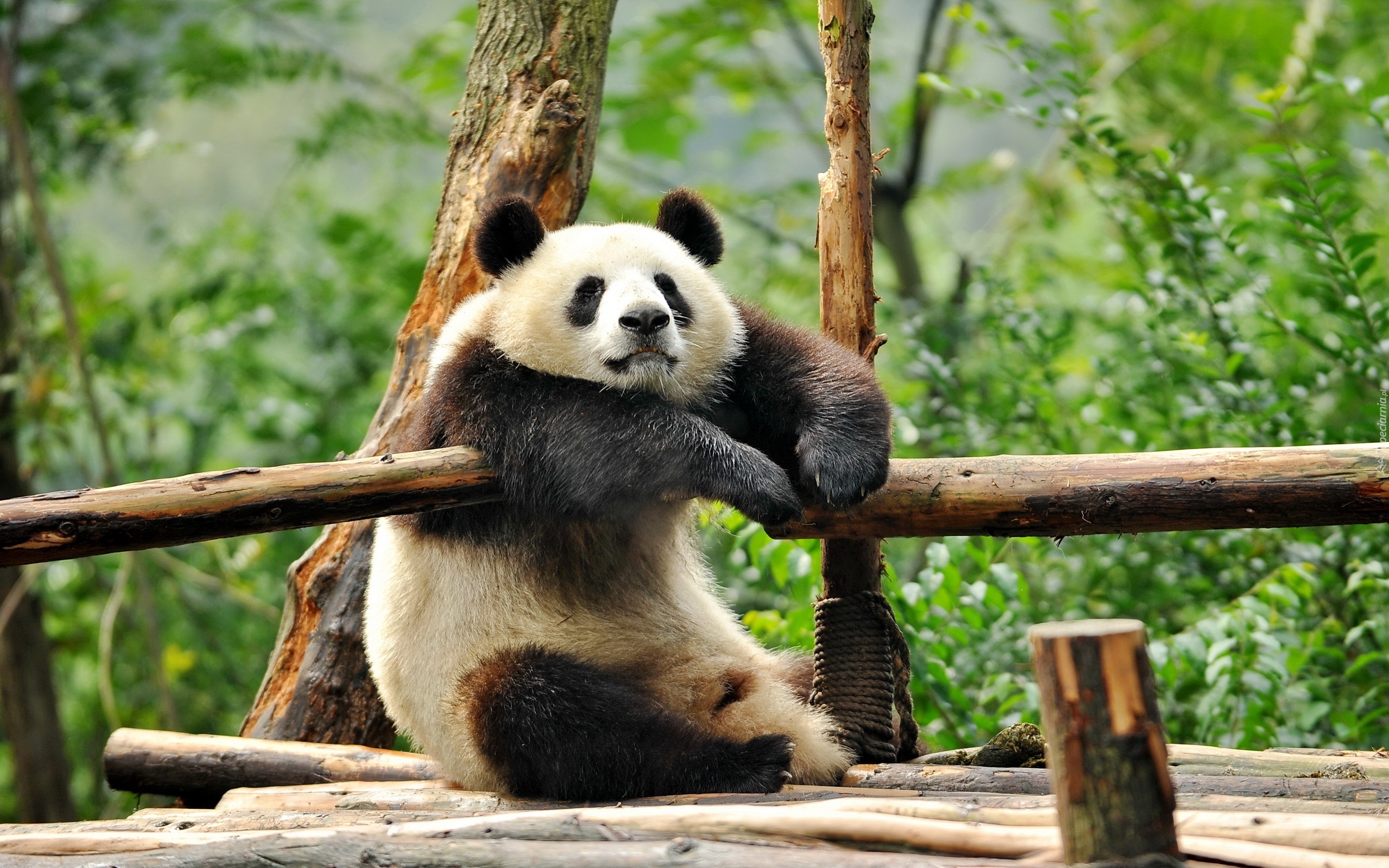 Miś, Panda, Odpoczynek, Drzewa