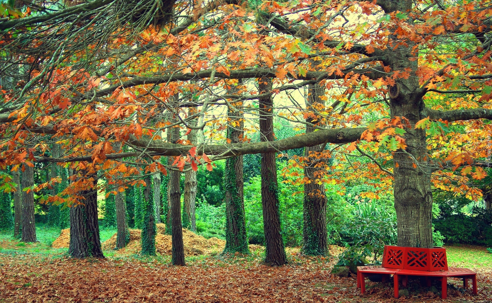 Park, Ławka, Drzewa, Liście, Jesień