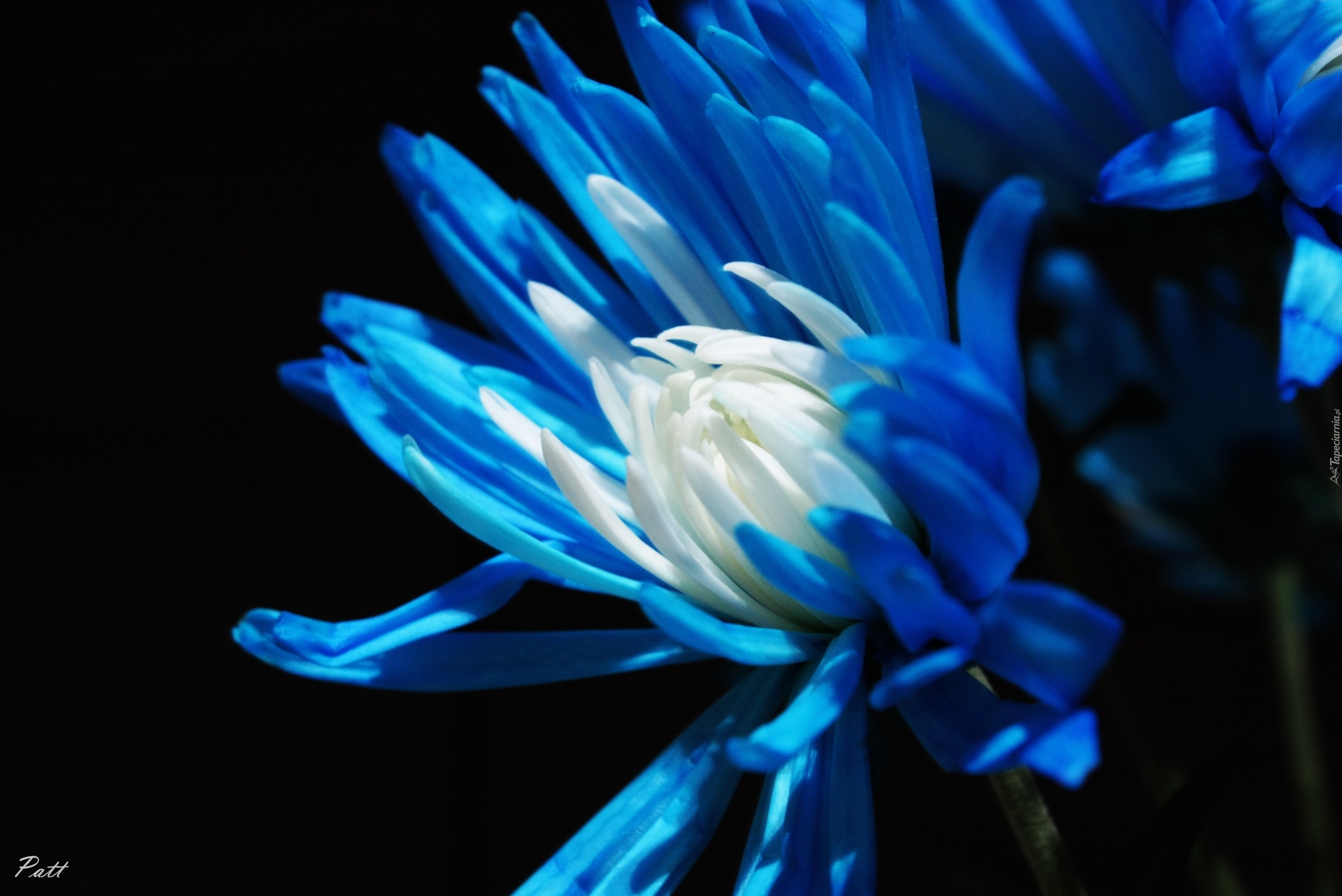 Kwiat, Niebieska, Margerytka
