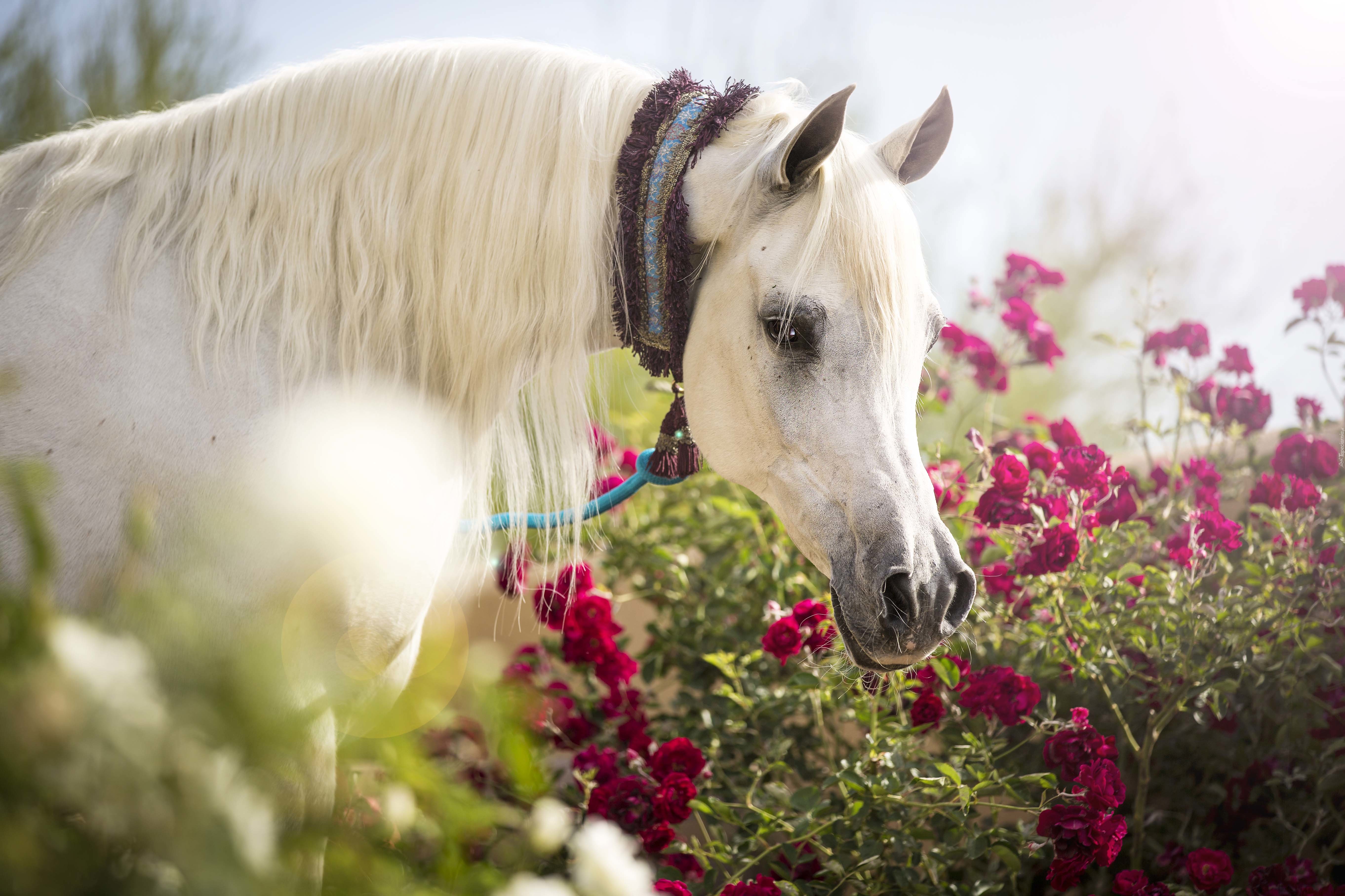 Koń, Łeb, Kwiaty
