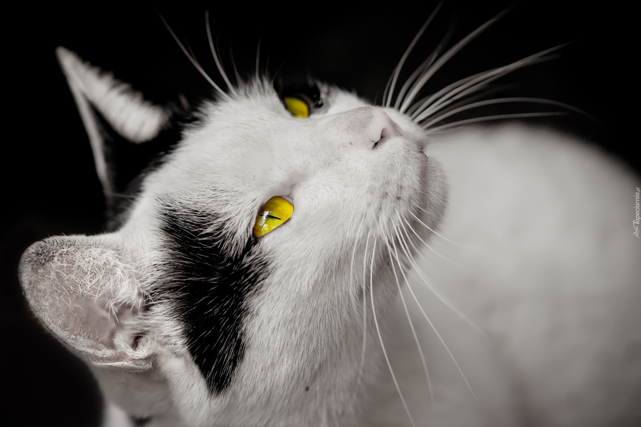 Kotek, Żółte, Oczy