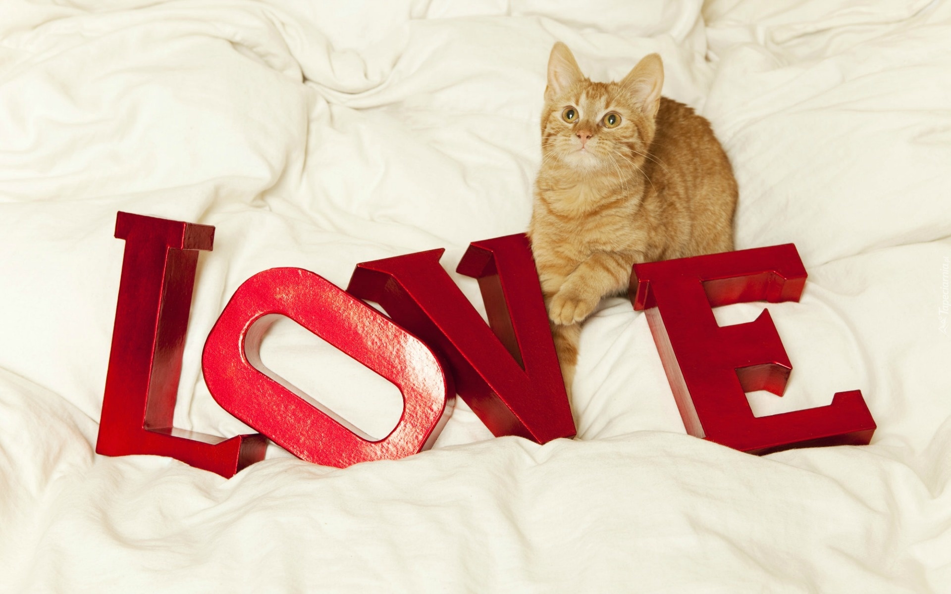 Kot, Miłość, Walentynki