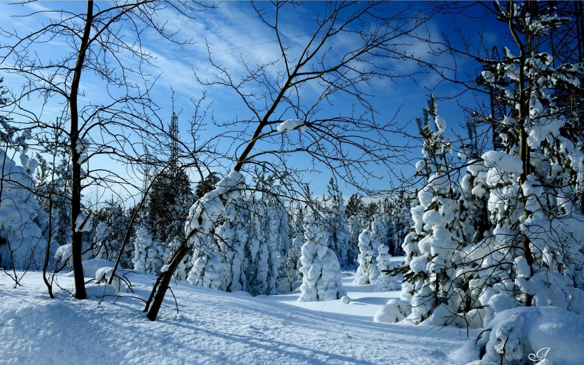 Las, Drzewa, Światlo, Zima