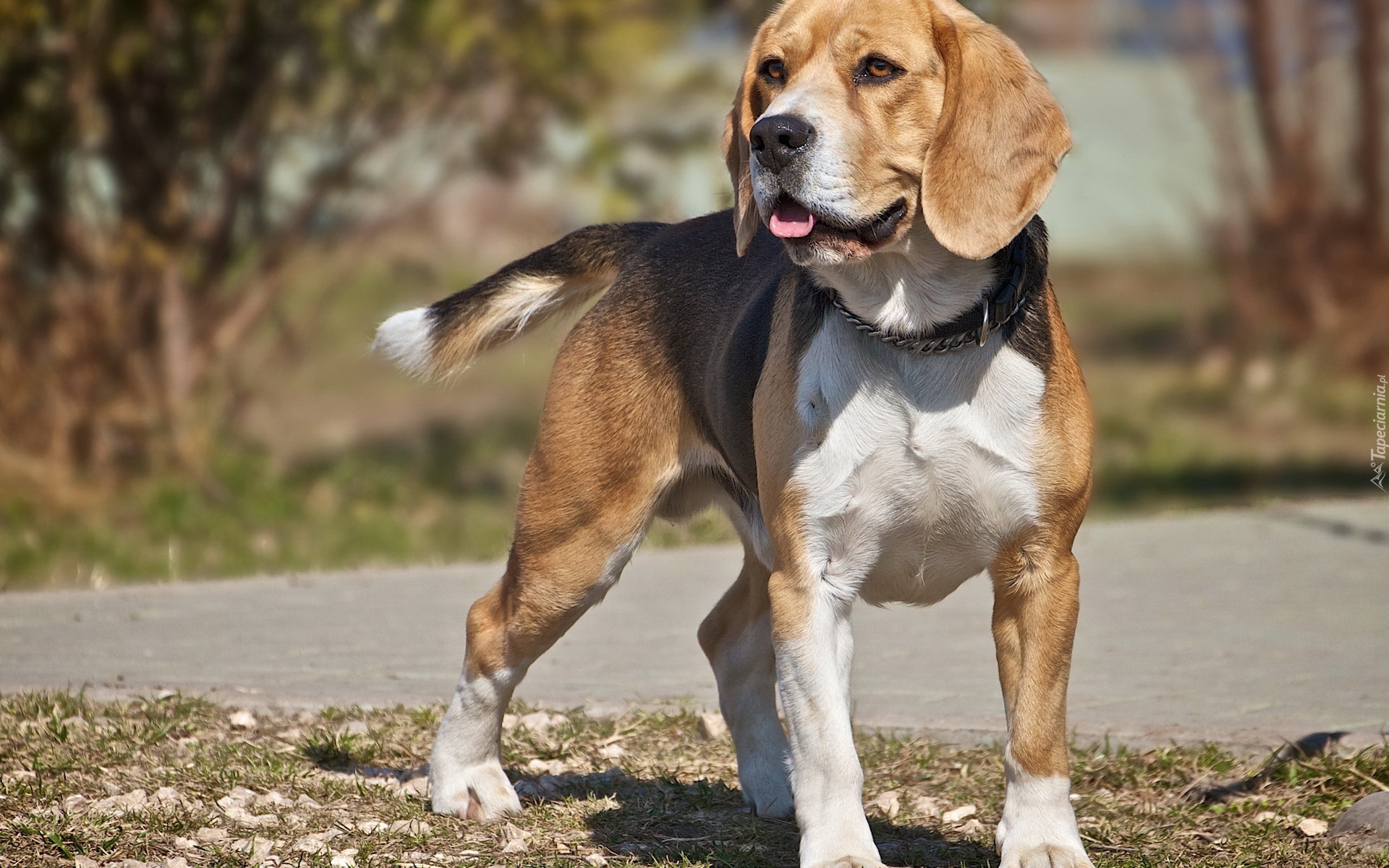 Pies, Beagle, Język