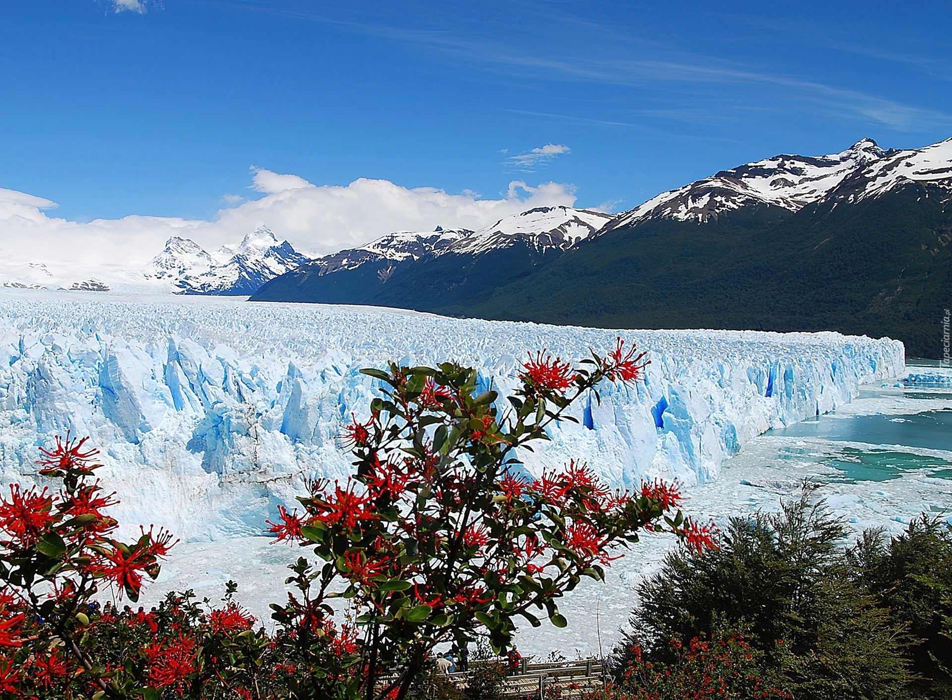 Lodowiec, Perito Moreno, Góry, Drzewa, Park Narodowy Los Glaciares, Prowincja Santa Cruz, Argentyna