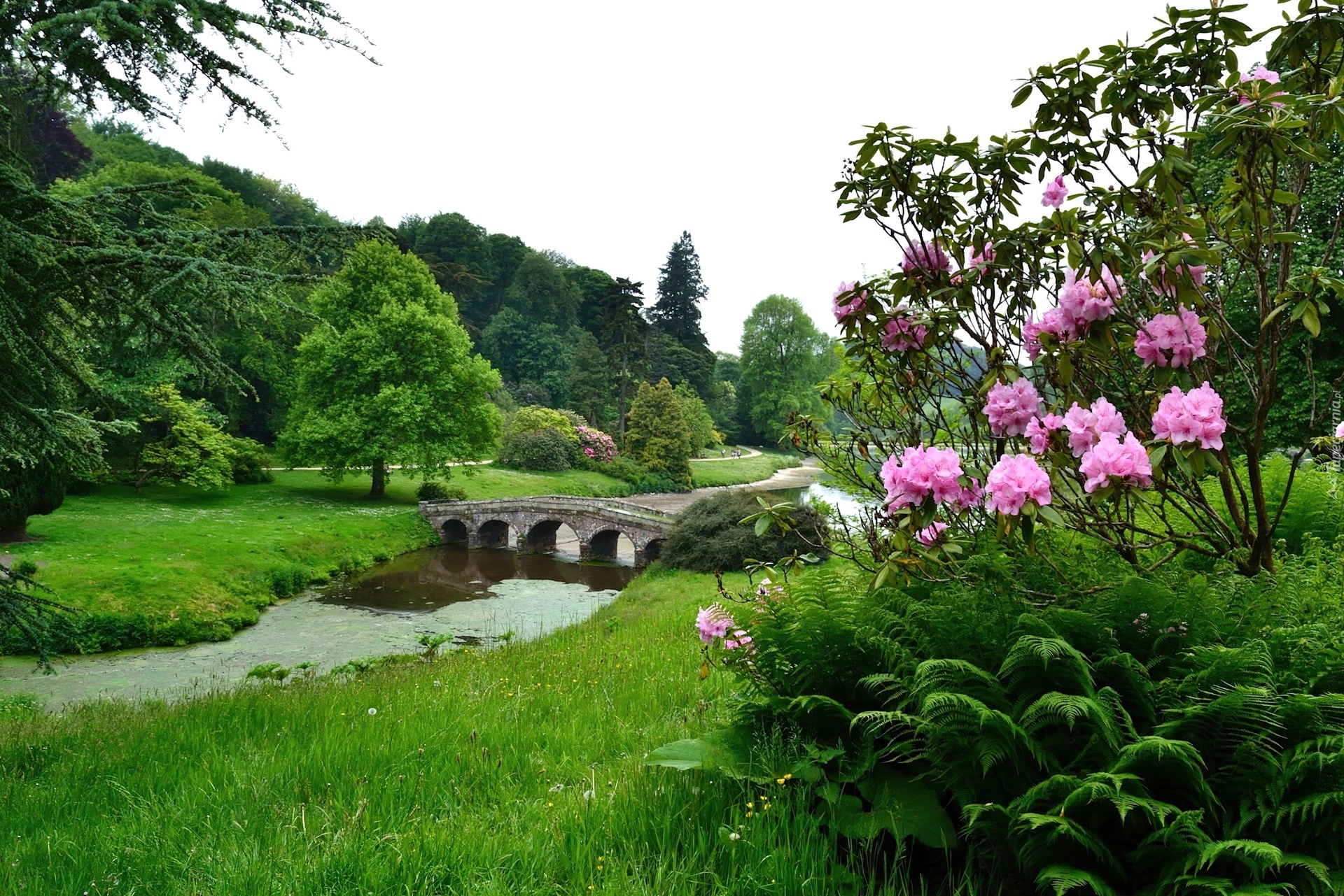 Mostek, Park, Kwiaty, Stourhead, Anglia