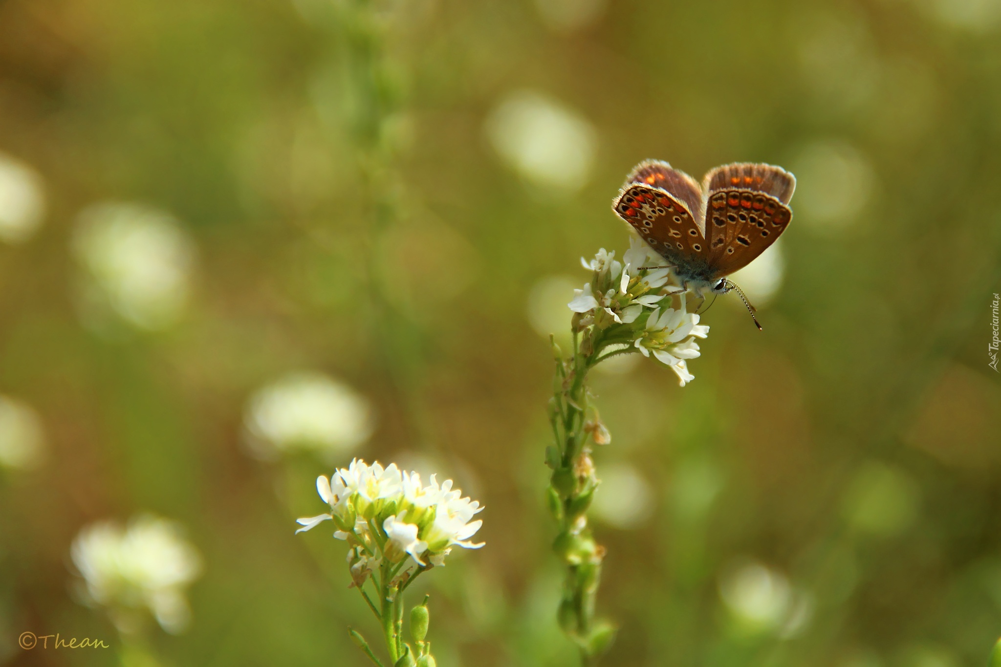 Motyl, Modraszek, Białe, Kwiaty