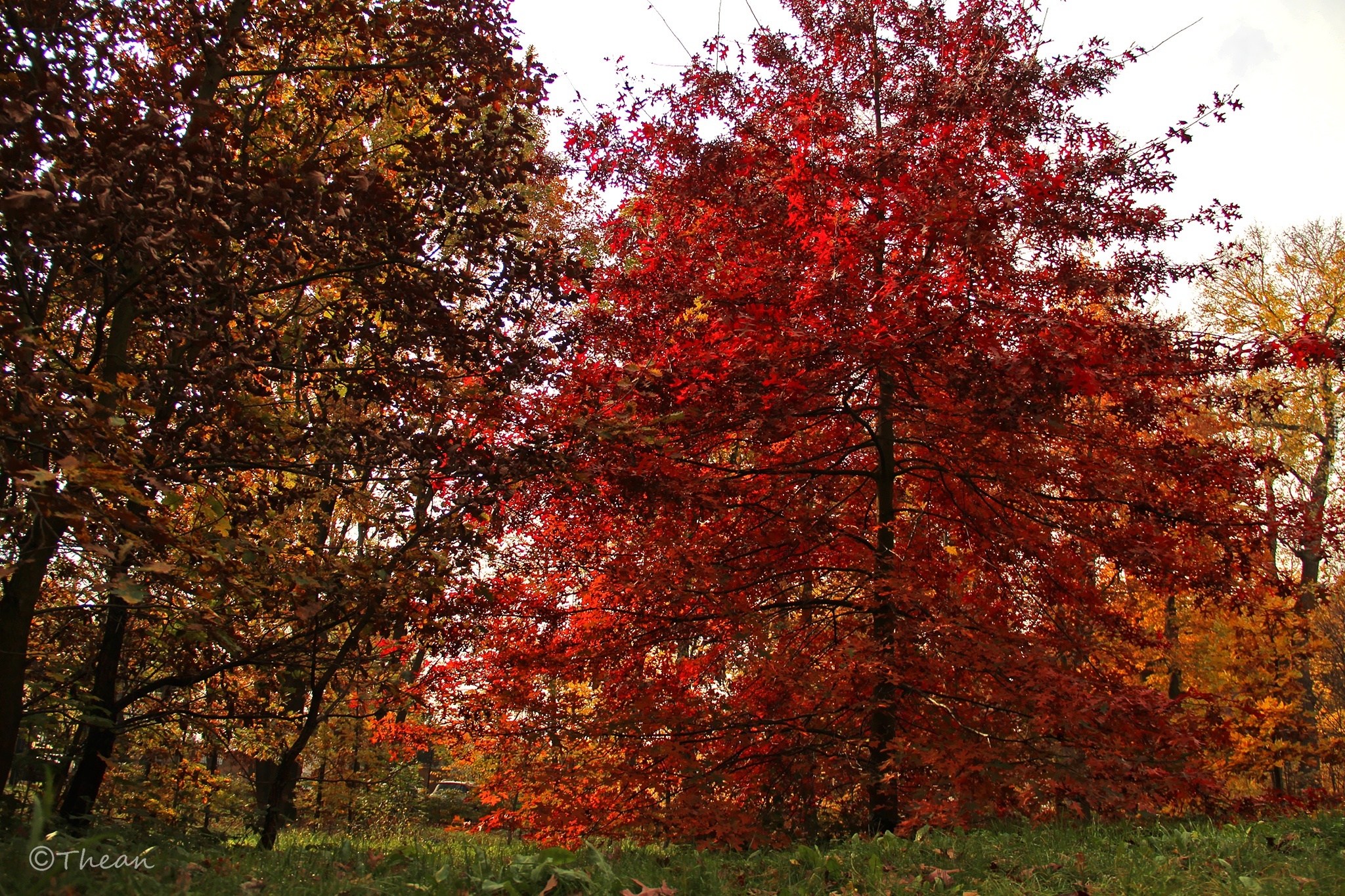 Ogród, Drzewa, Czerwone, Liście, Jesień