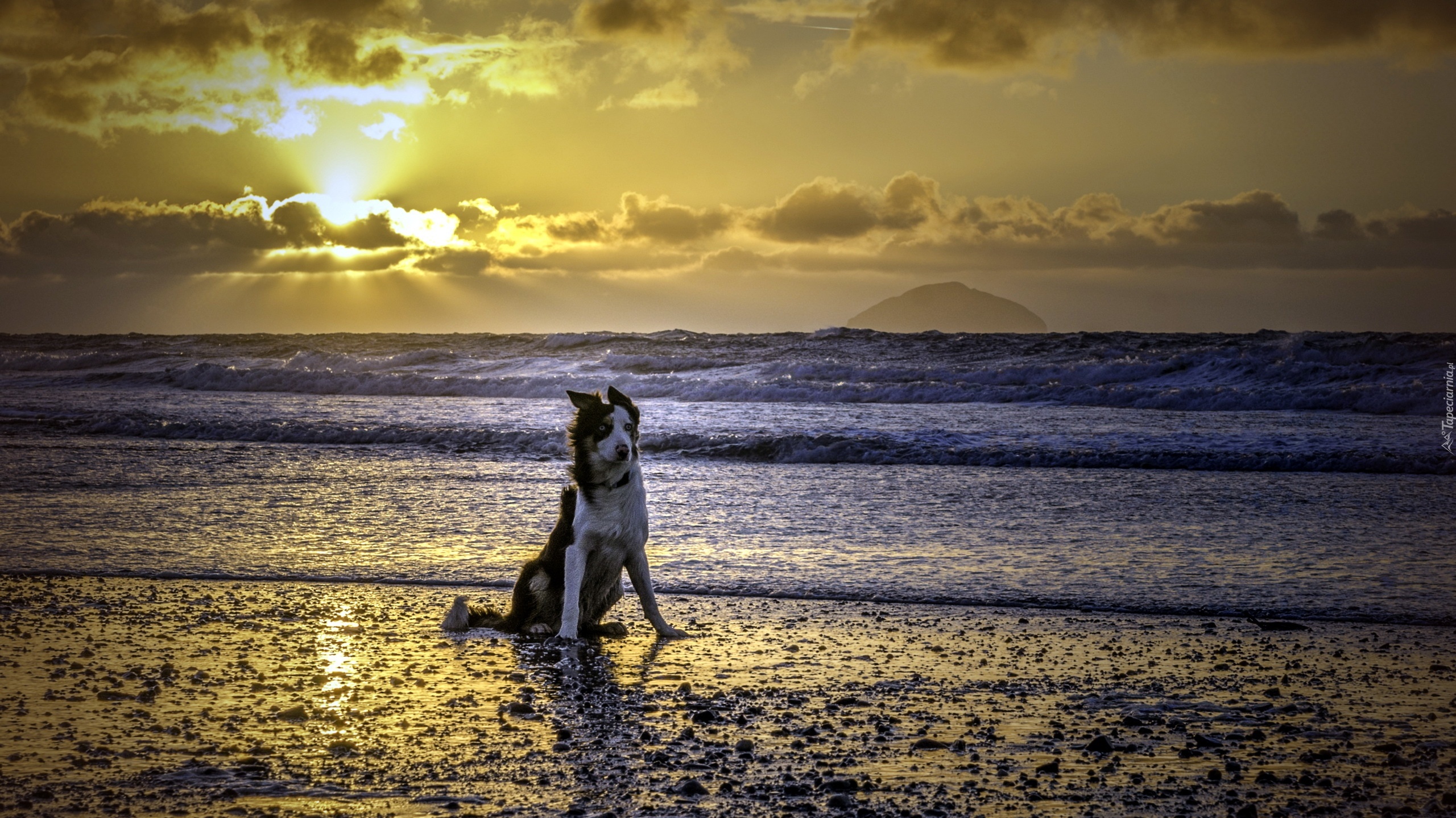 Pies, Plaża, Morze, Zachód, Słońca