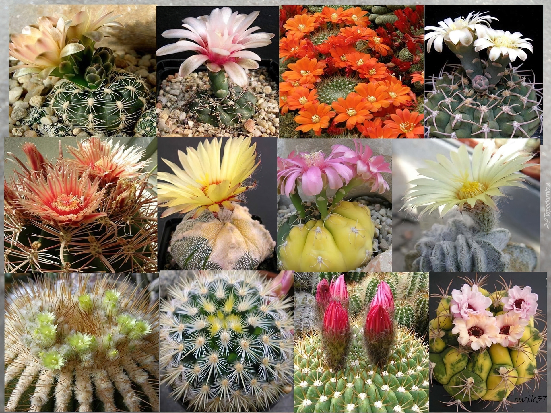 Kaktusy, Z Peru, Meksyku