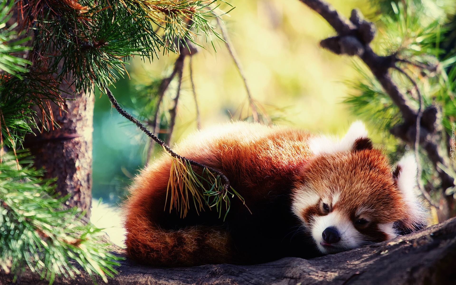 Panda, Czerwona, Drzewo, Wypoczynek, Pandka ruda