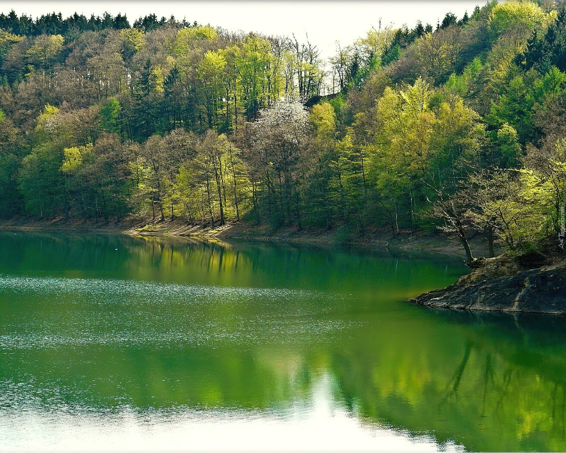 Las, Jezioro