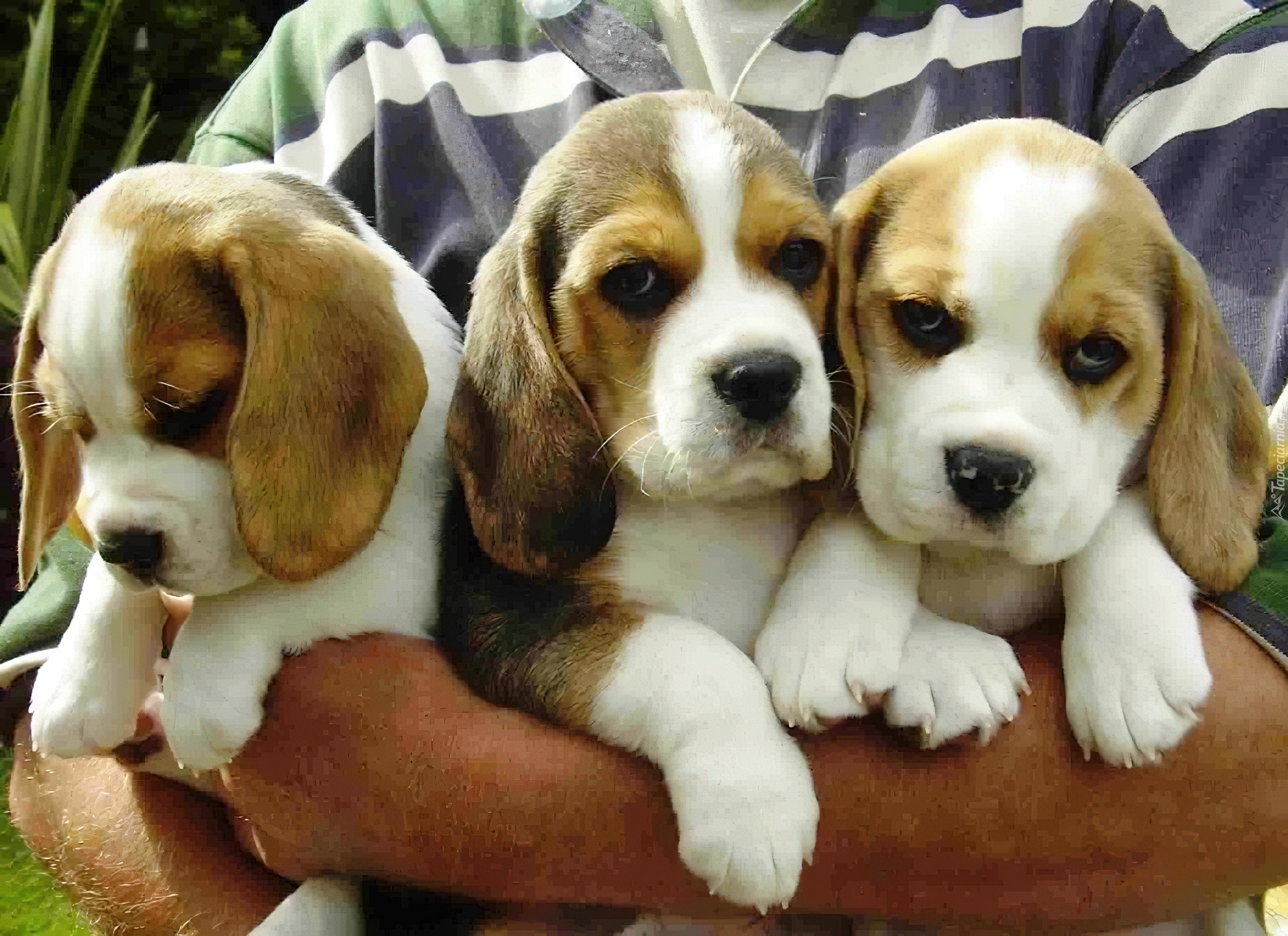 Trzy, Szczeniaki, Beagle