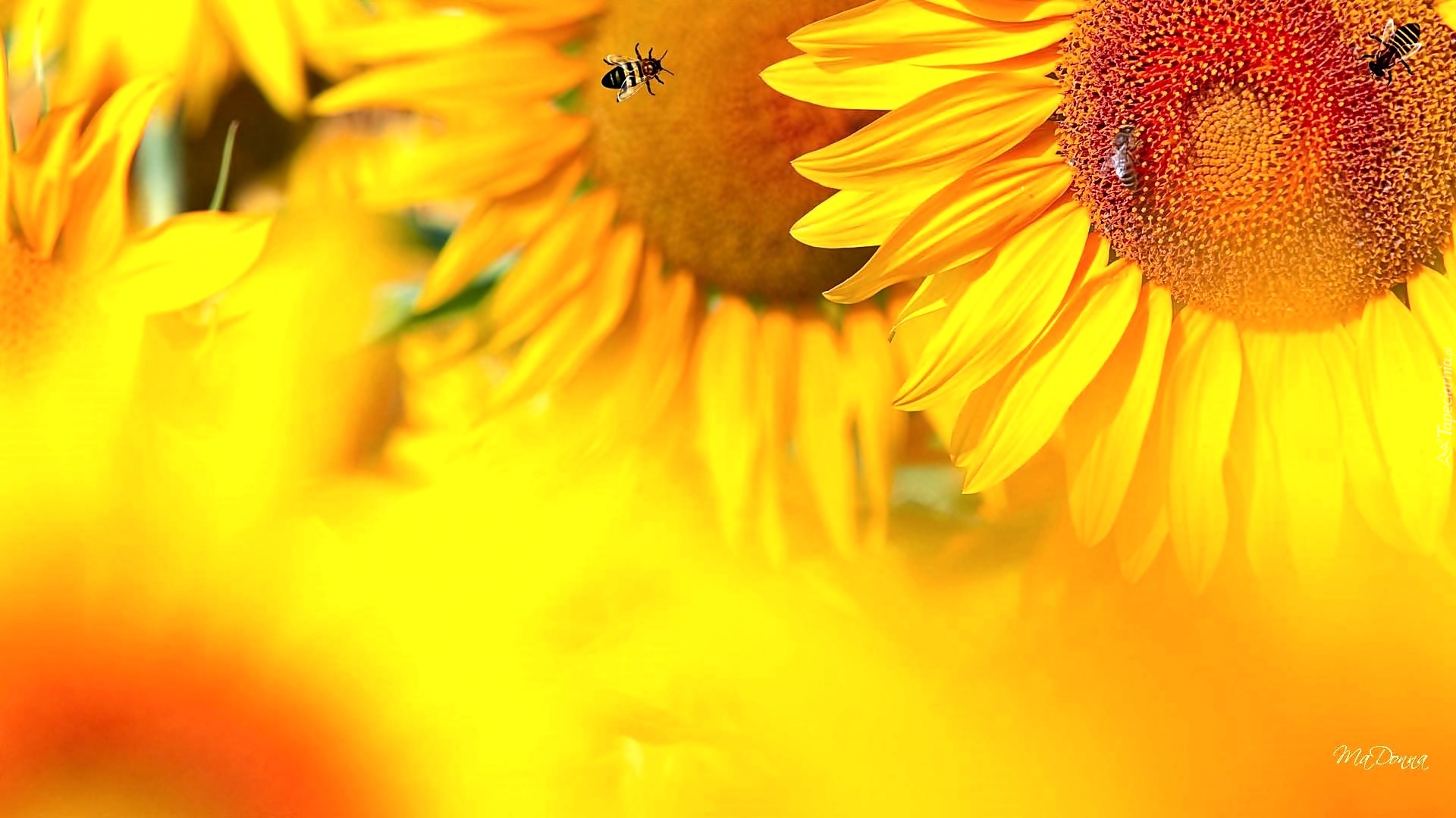 Słoneczniki, Pszczoły, Zbliżenie, Rozmycie