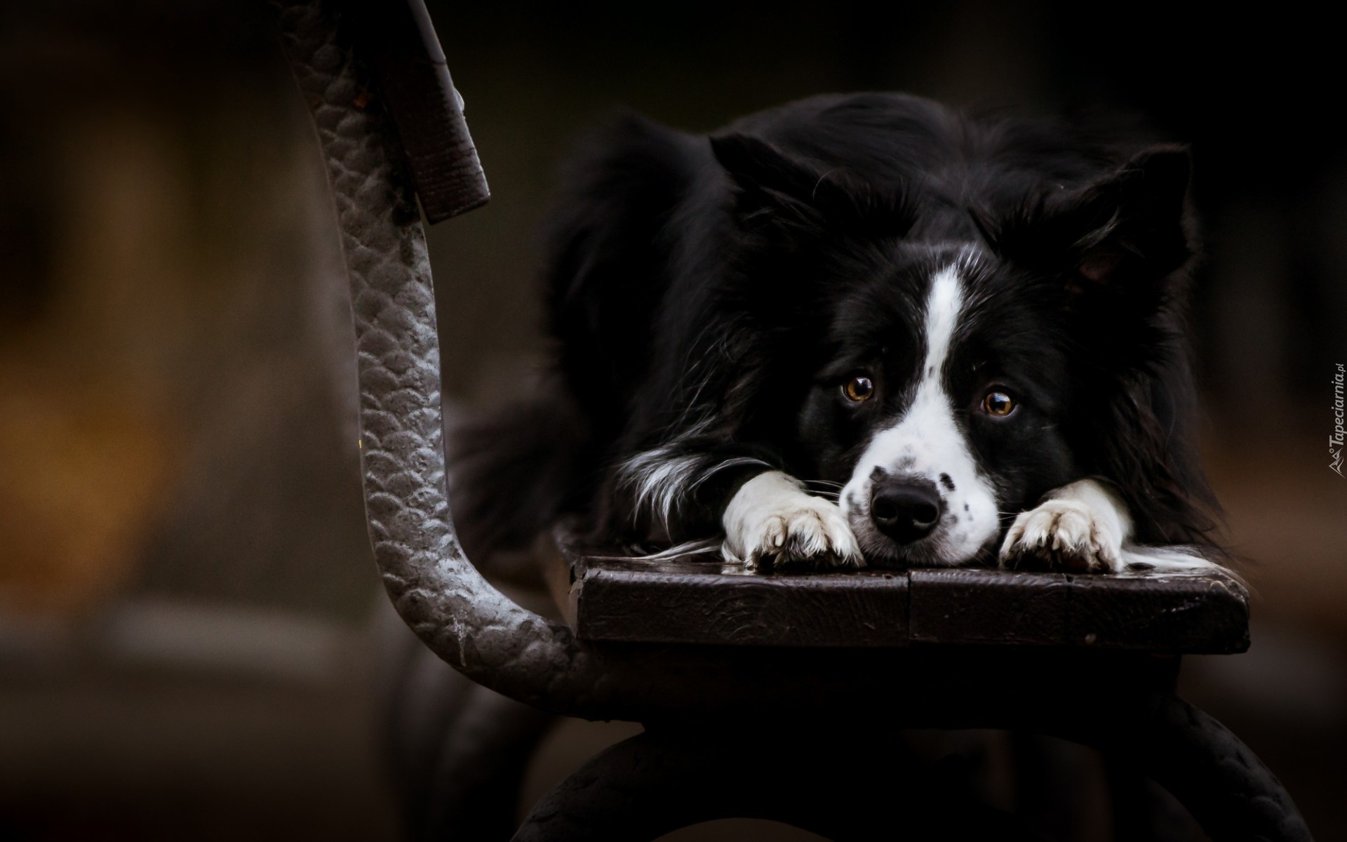 Smutny, Border, Collie, Ławka