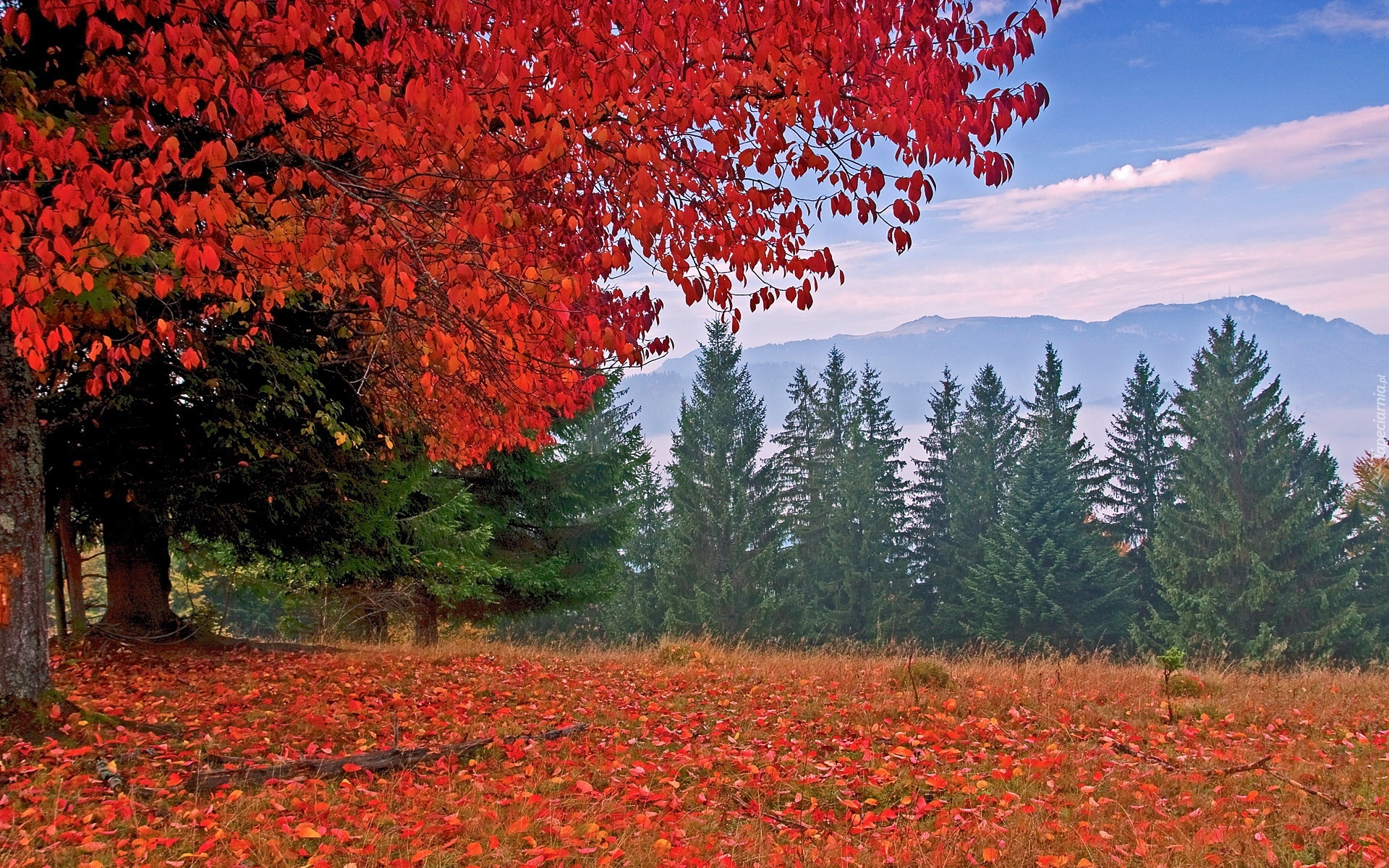 Drzewa, Liście, Góry, Jesień