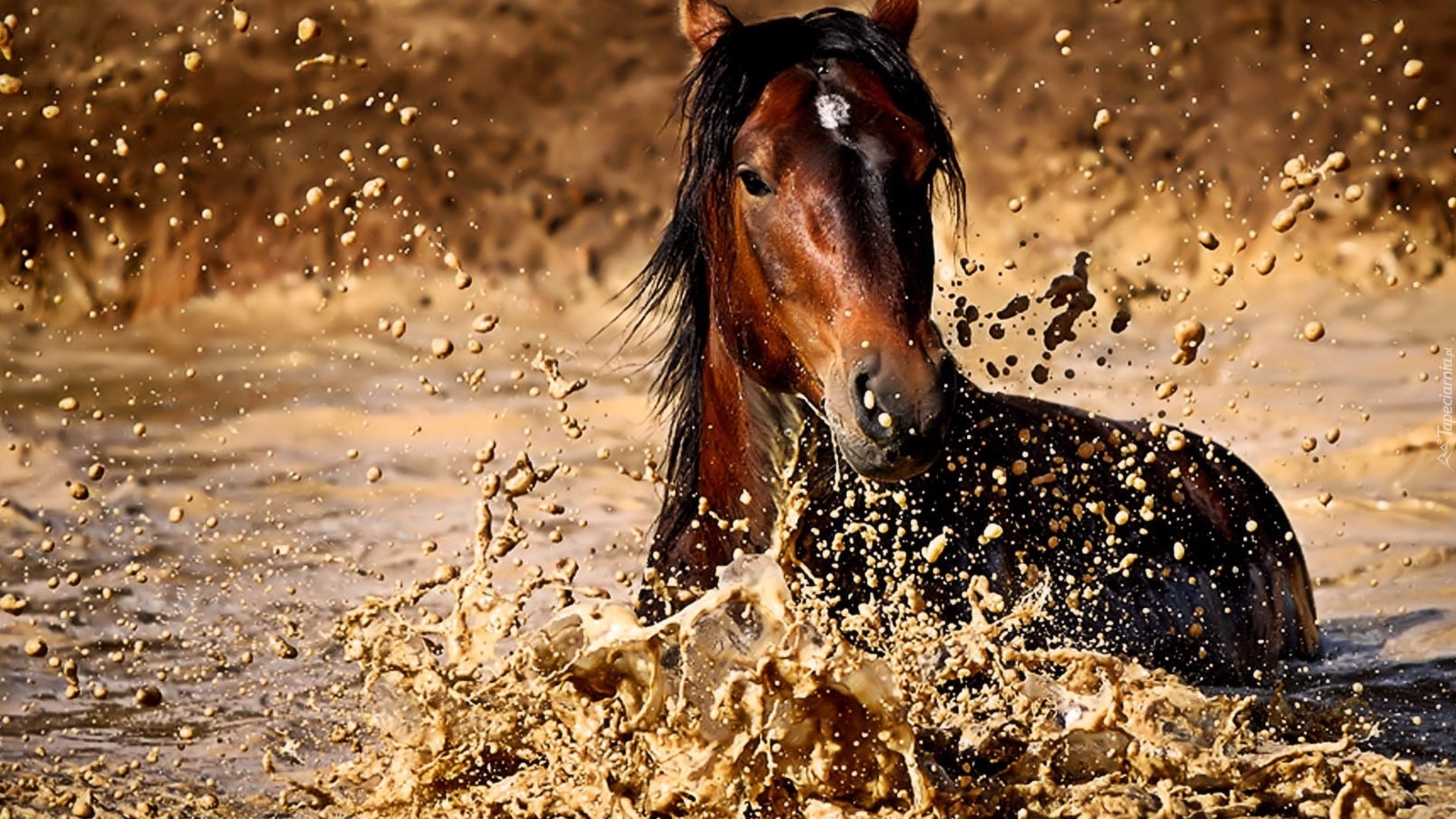 Koń, Rozbryzgująca, Woda