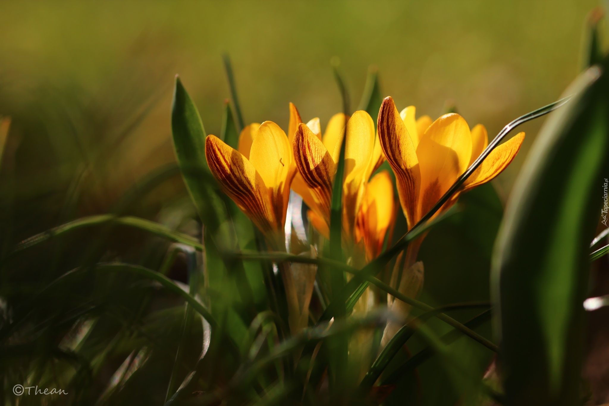 Żółte, Krokusy, Kwiaty, Wiosna