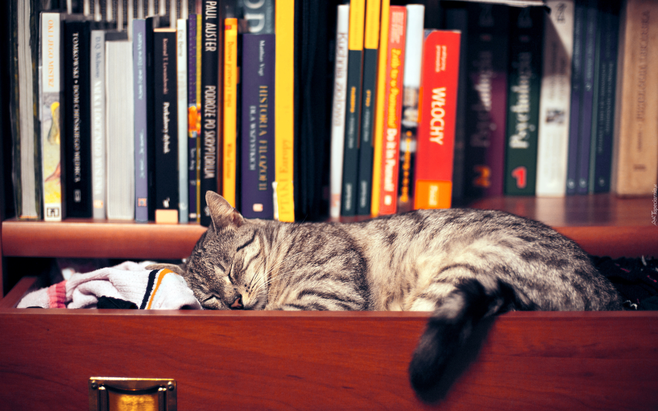 Śpiący, Kot, Szuflada, Książki