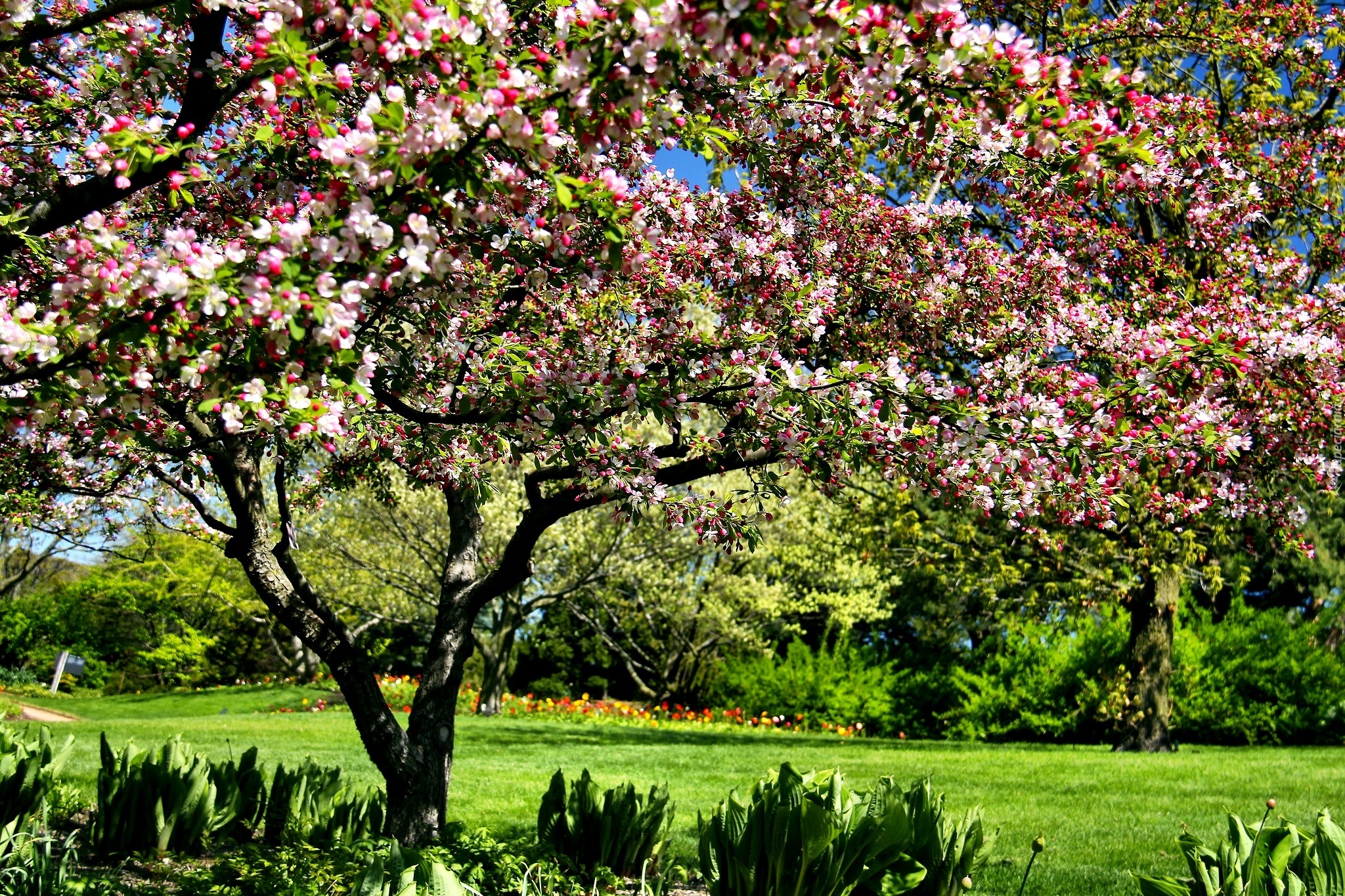 Ogród Botaniczny, Chicago, Wiosna