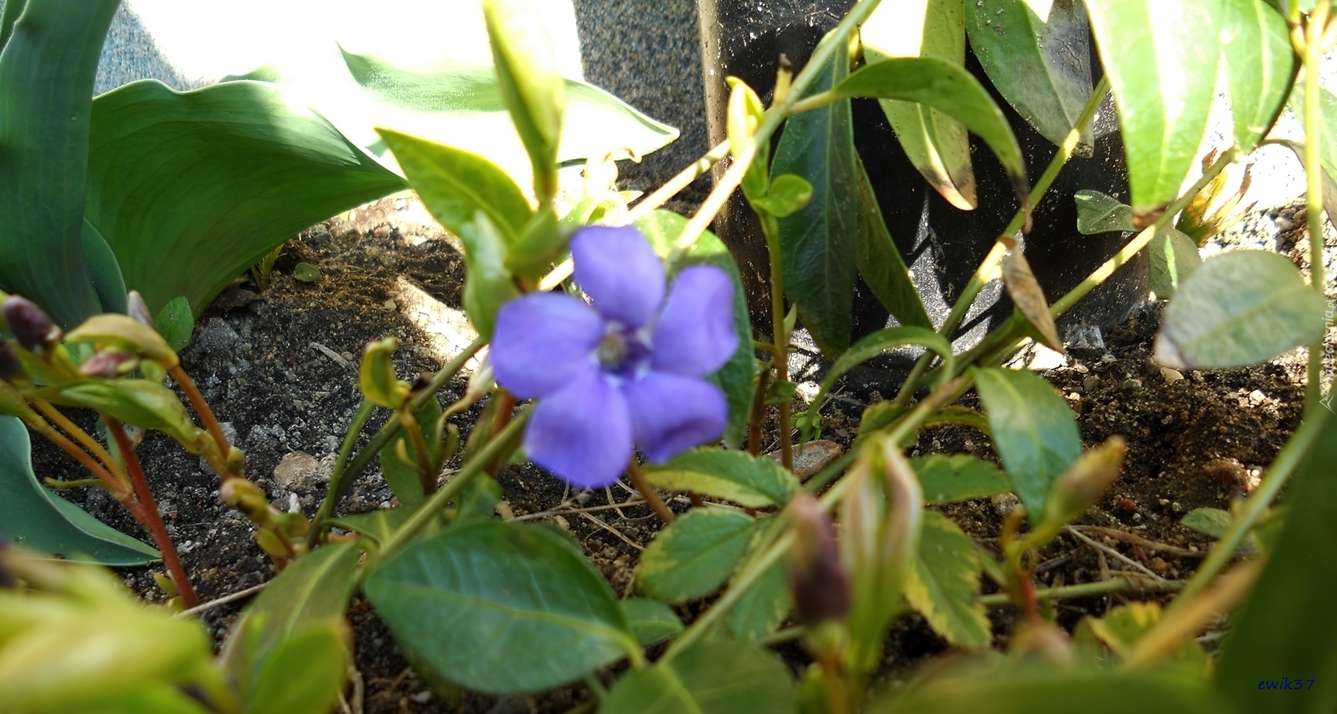 Wiosenny, Błękitny, Kwiatek