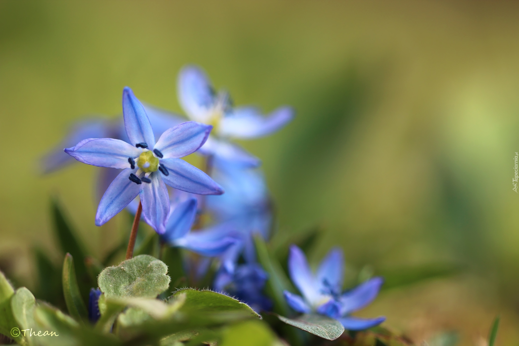 Cebulice Syberyjskie, Niebieskie, Kwiaty