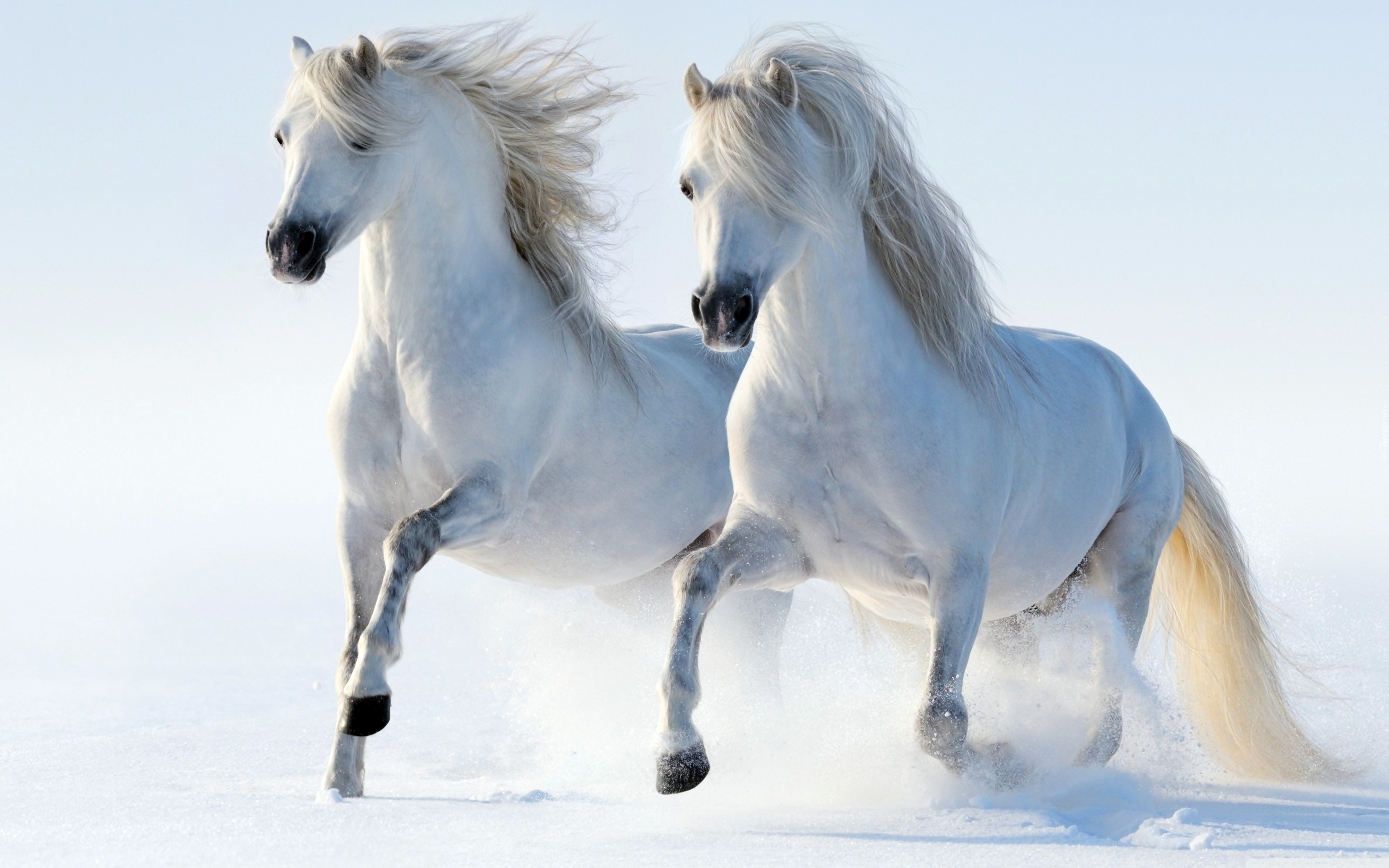 Białe, Konie, Zima, Śnieg