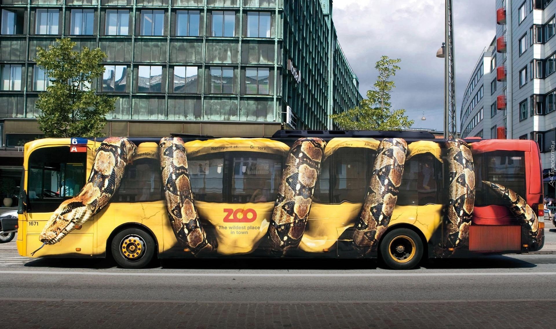 Autobus, Ulica, Drzewa, Wąż