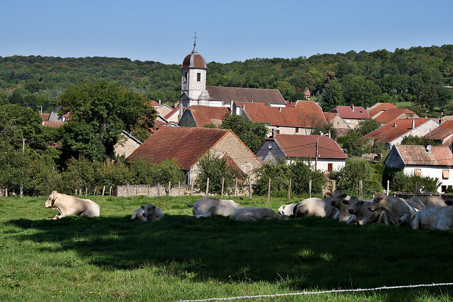 Borey, Village, Domy, Kościół, Pastwisko, Krowy