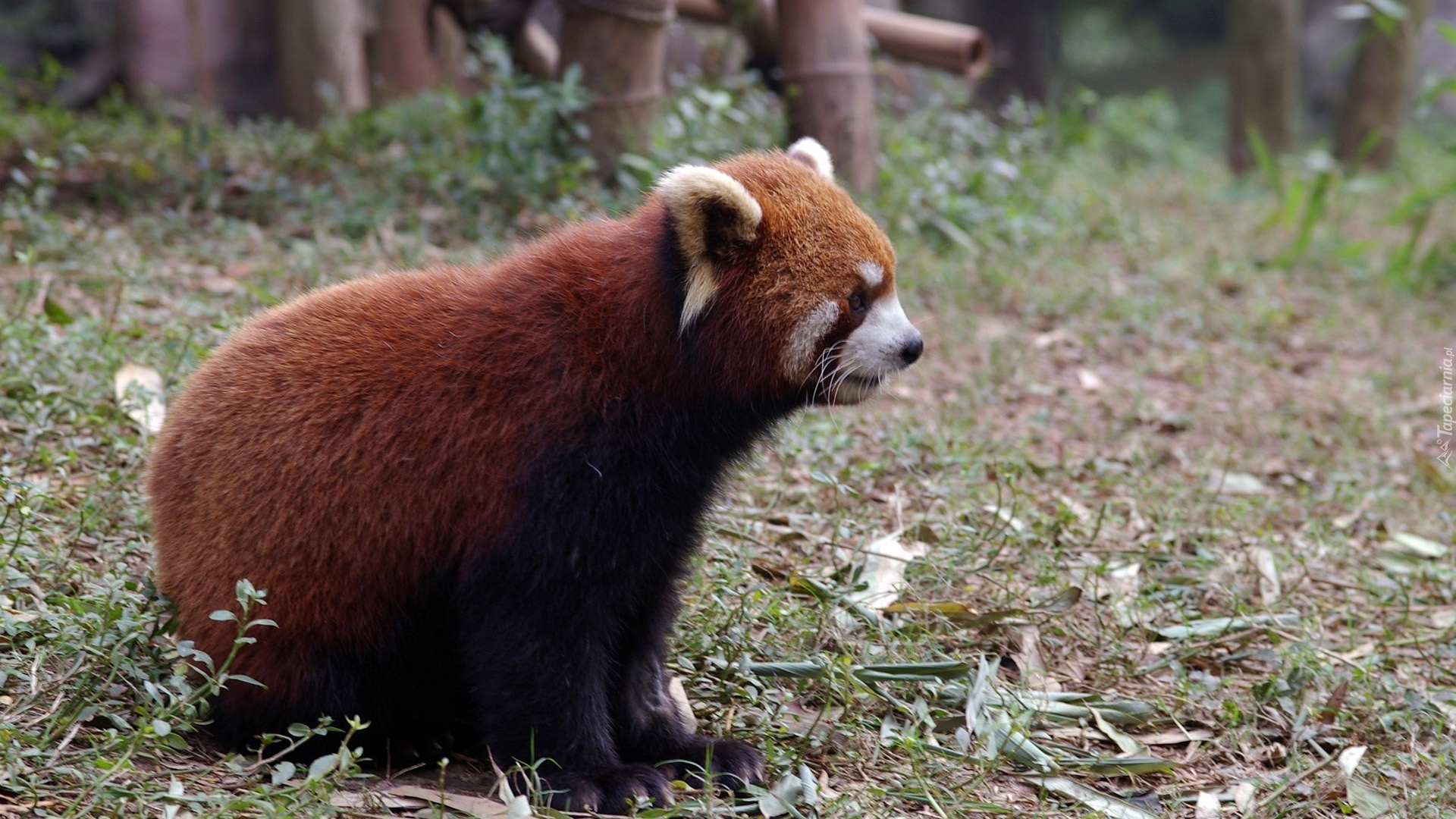 Panda, Czerwona, Pandka ruda